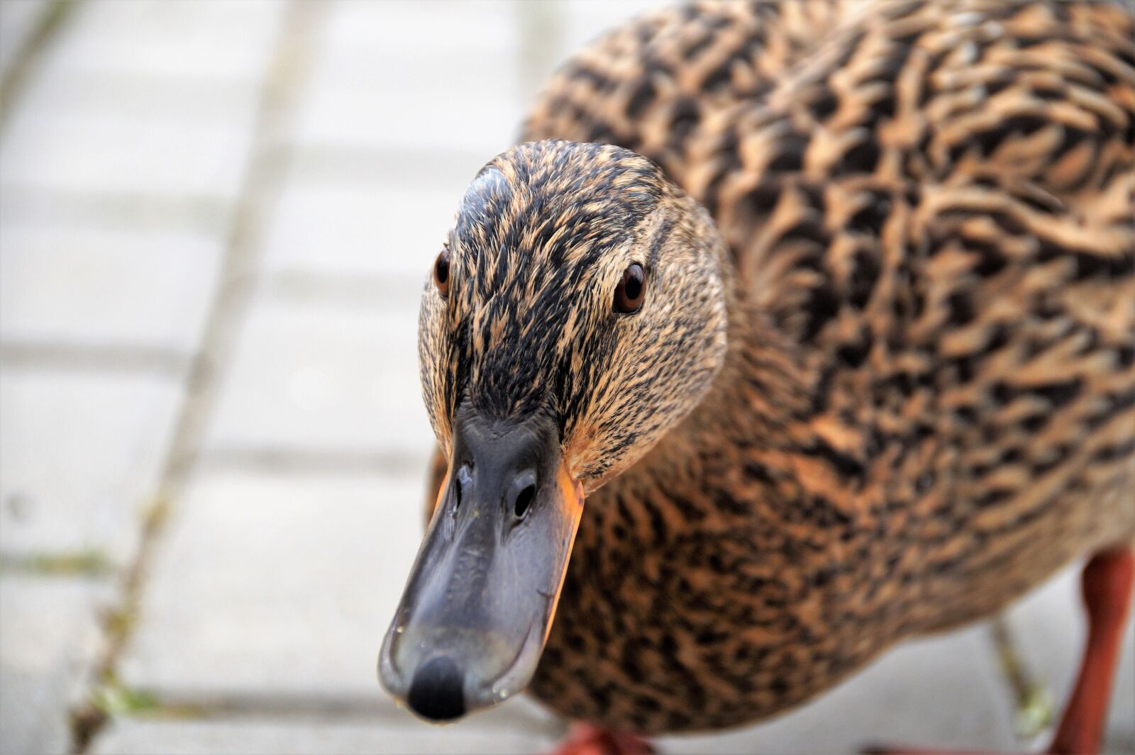 Sony SLT-A58 sample photo. Duck, wild, water photography
