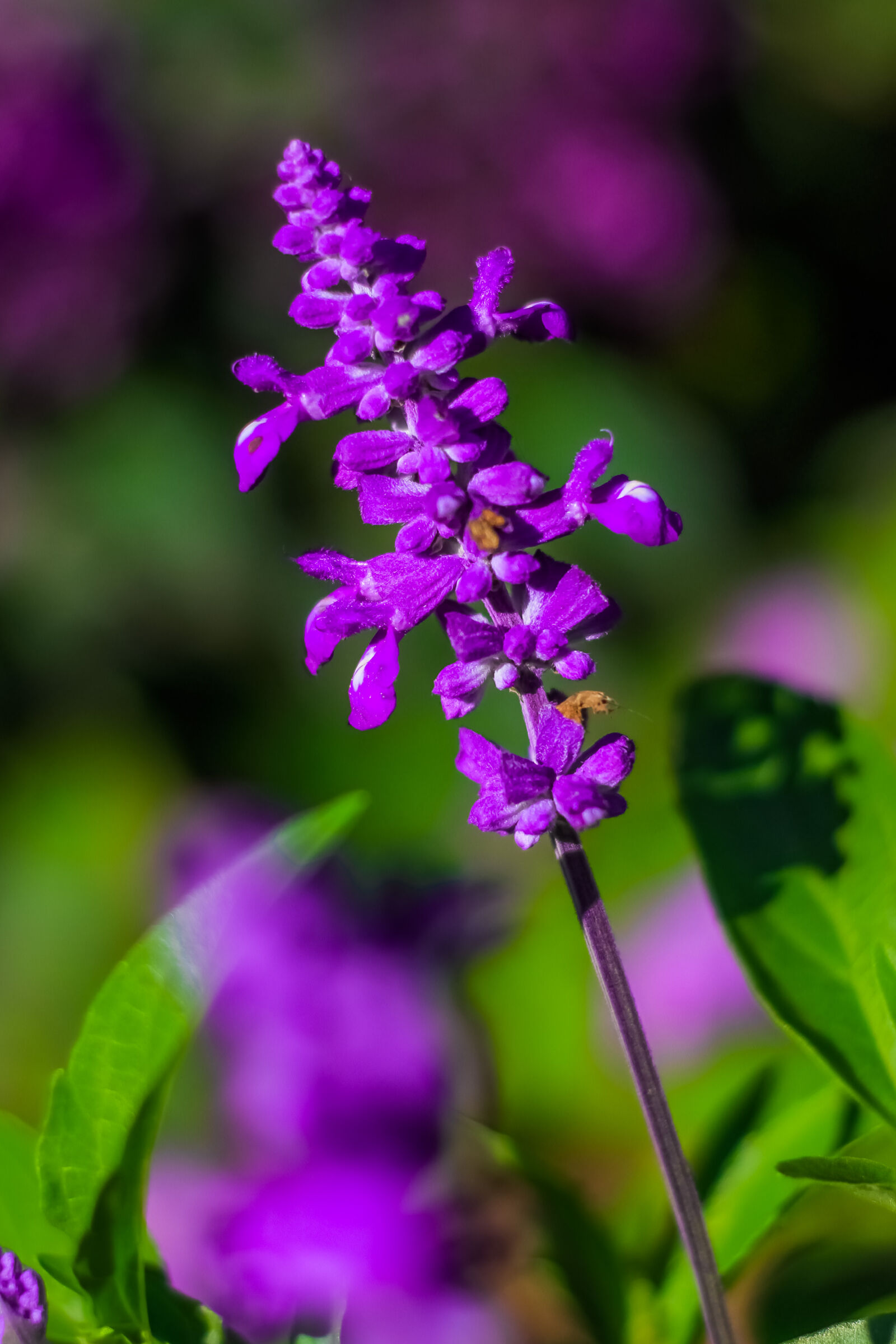 Canon EOS 7D + Canon EF 50mm F1.8 STM sample photo. Color, flower, free, green photography