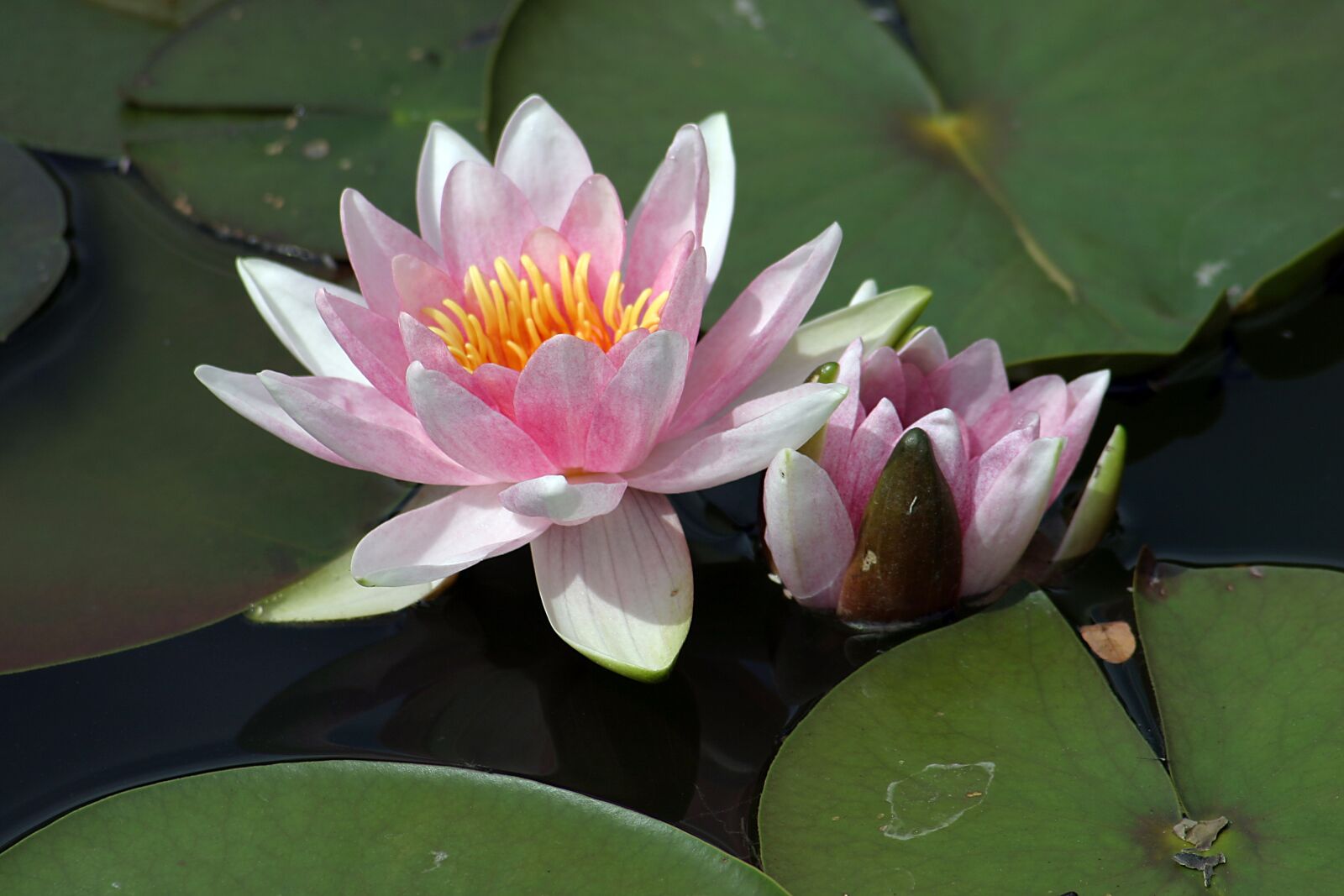 Canon EOS 300D (EOS Digital Rebel / EOS Kiss Digital) sample photo. Water lily, pond, water photography