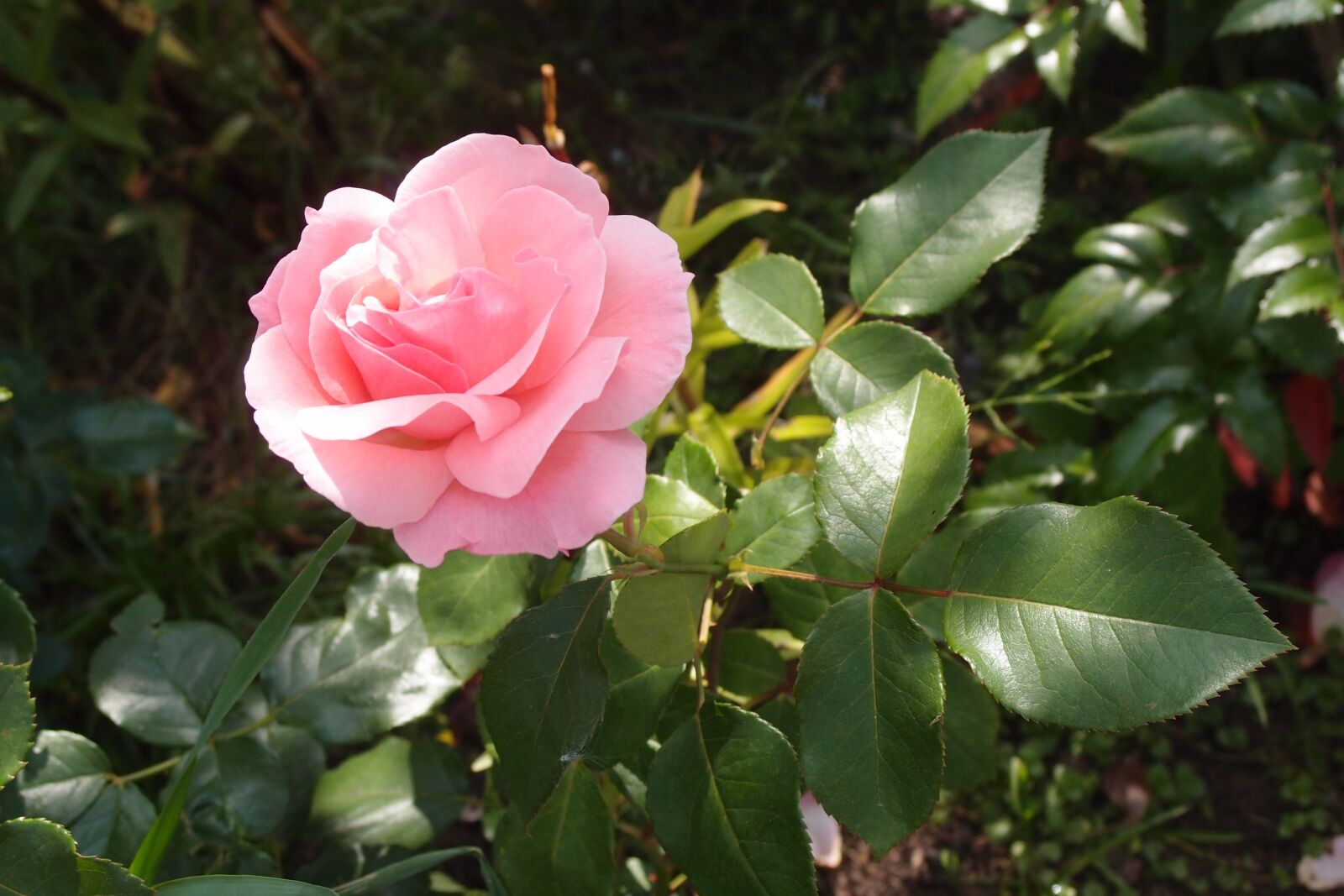 Olympus XZ-1 sample photo. Rose, flower, roses photography