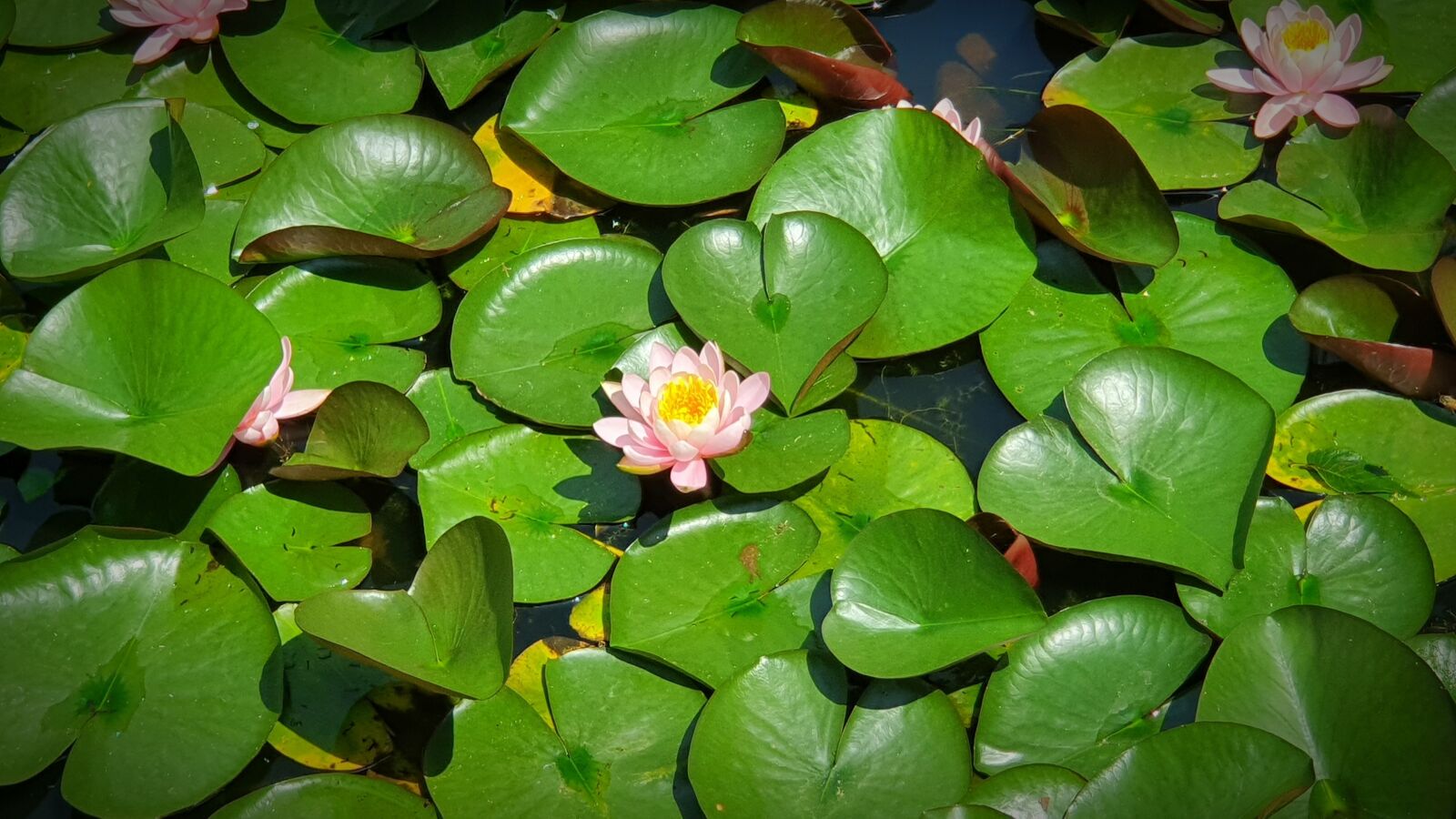 Samsung Galaxy S10 sample photo. Lotus, summer, flower photography