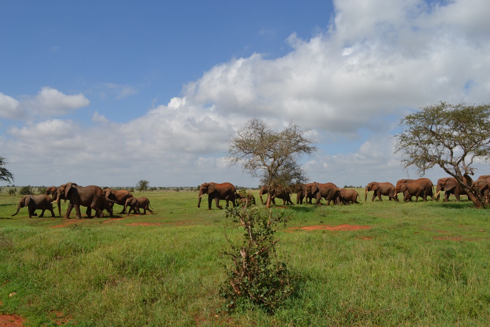 Nikon D3100 sample photo. Kenya, animal, safari photography