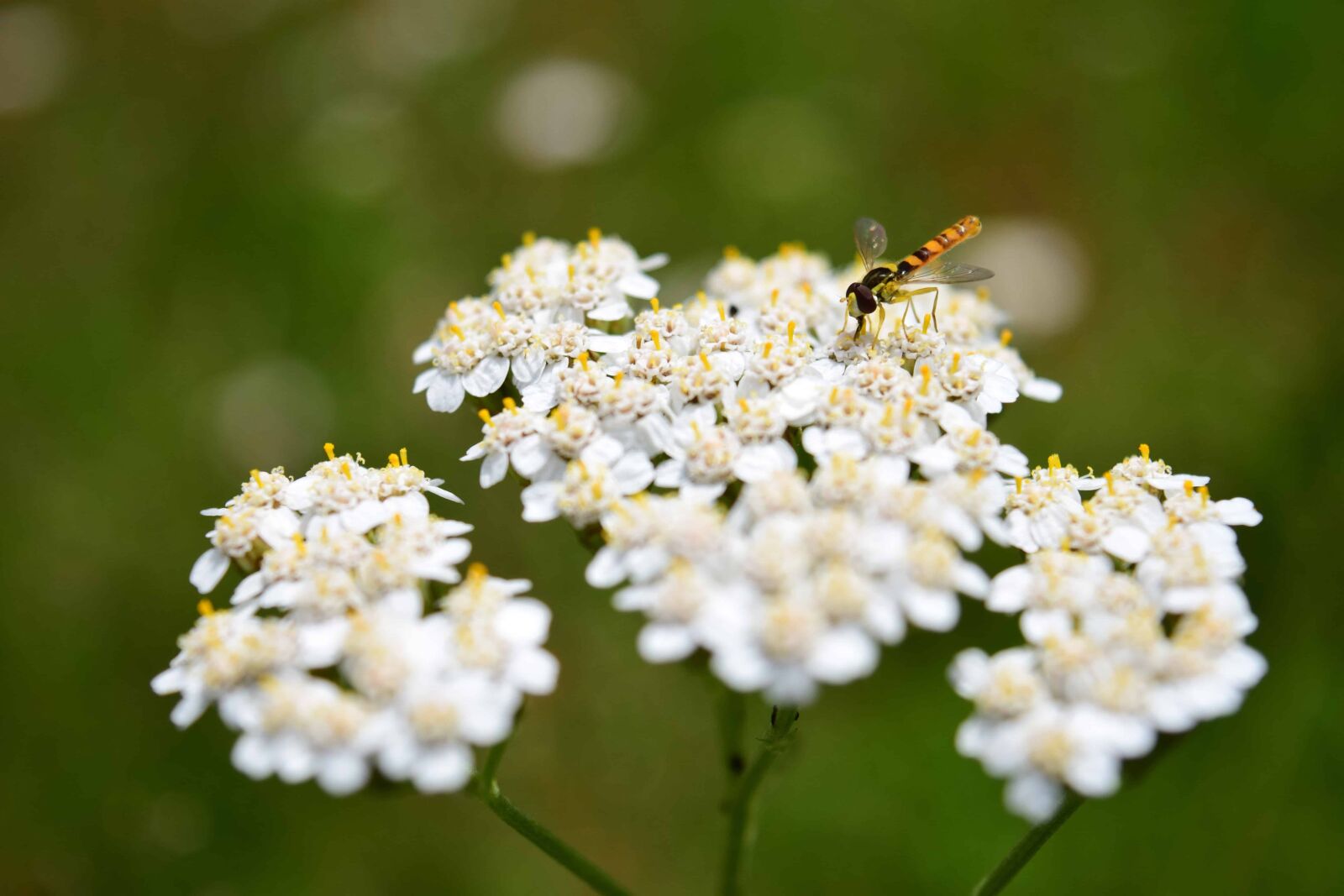 Nikon D3300 sample photo. Insect, flora, summer, wildflower photography