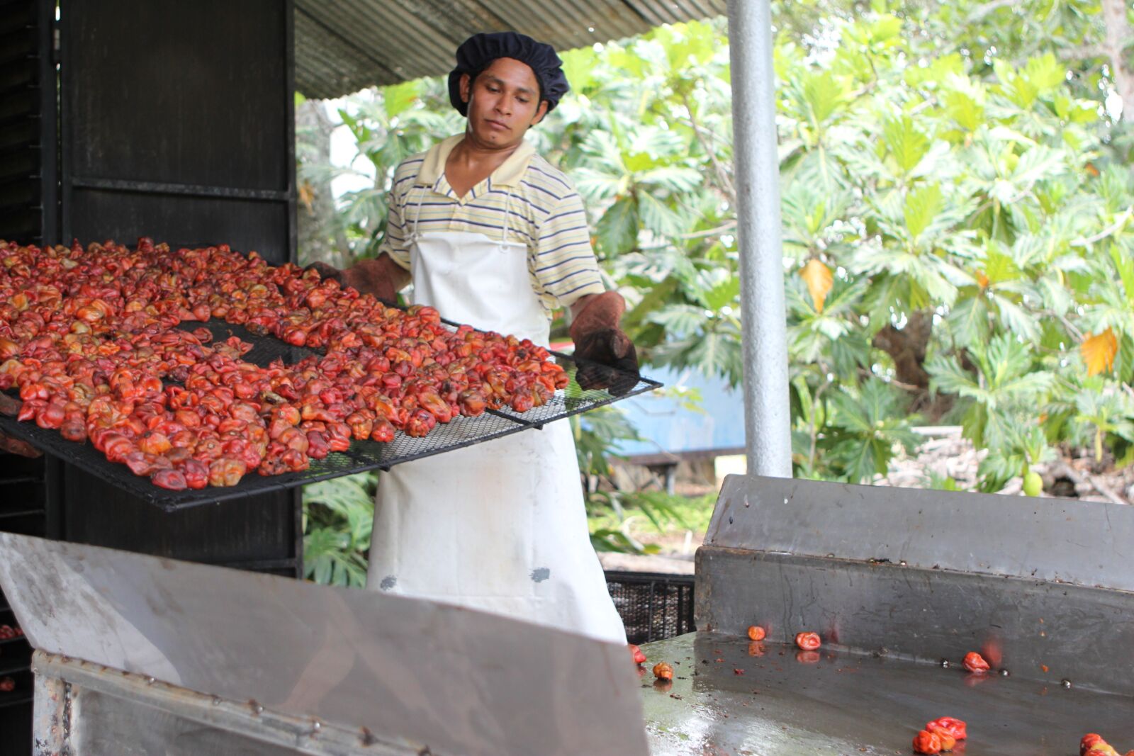 Canon EOS 500D (EOS Rebel T1i / EOS Kiss X3) sample photo. Smoker, belize, red habanero photography