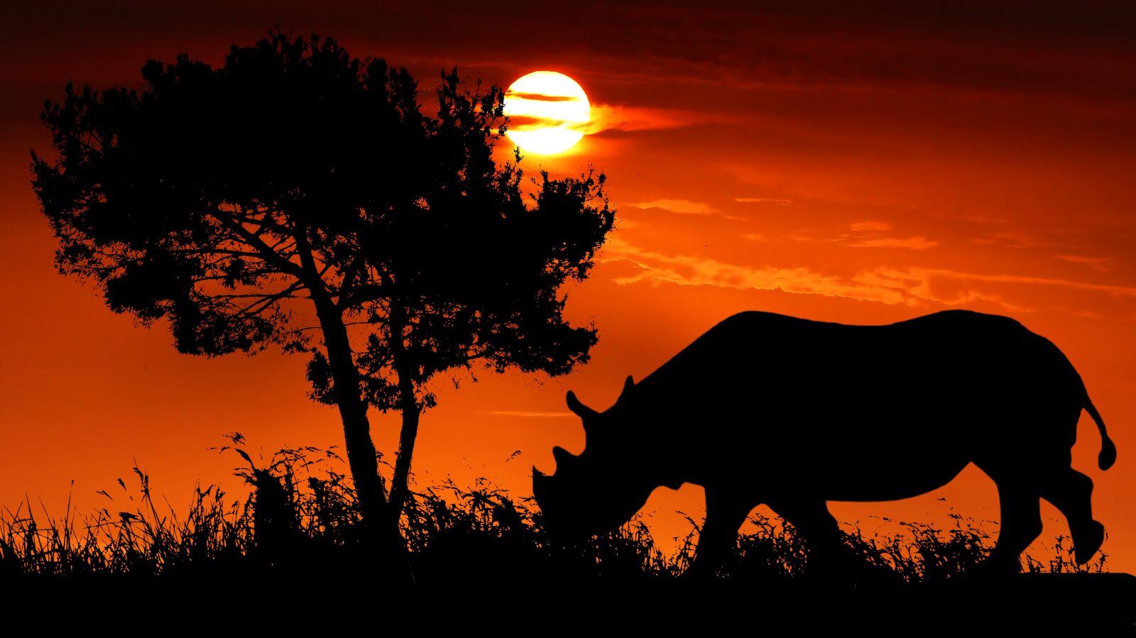 Panasonic Lumix DMC-FZ200 sample photo. Sunset, rhinoceros, wild photography
