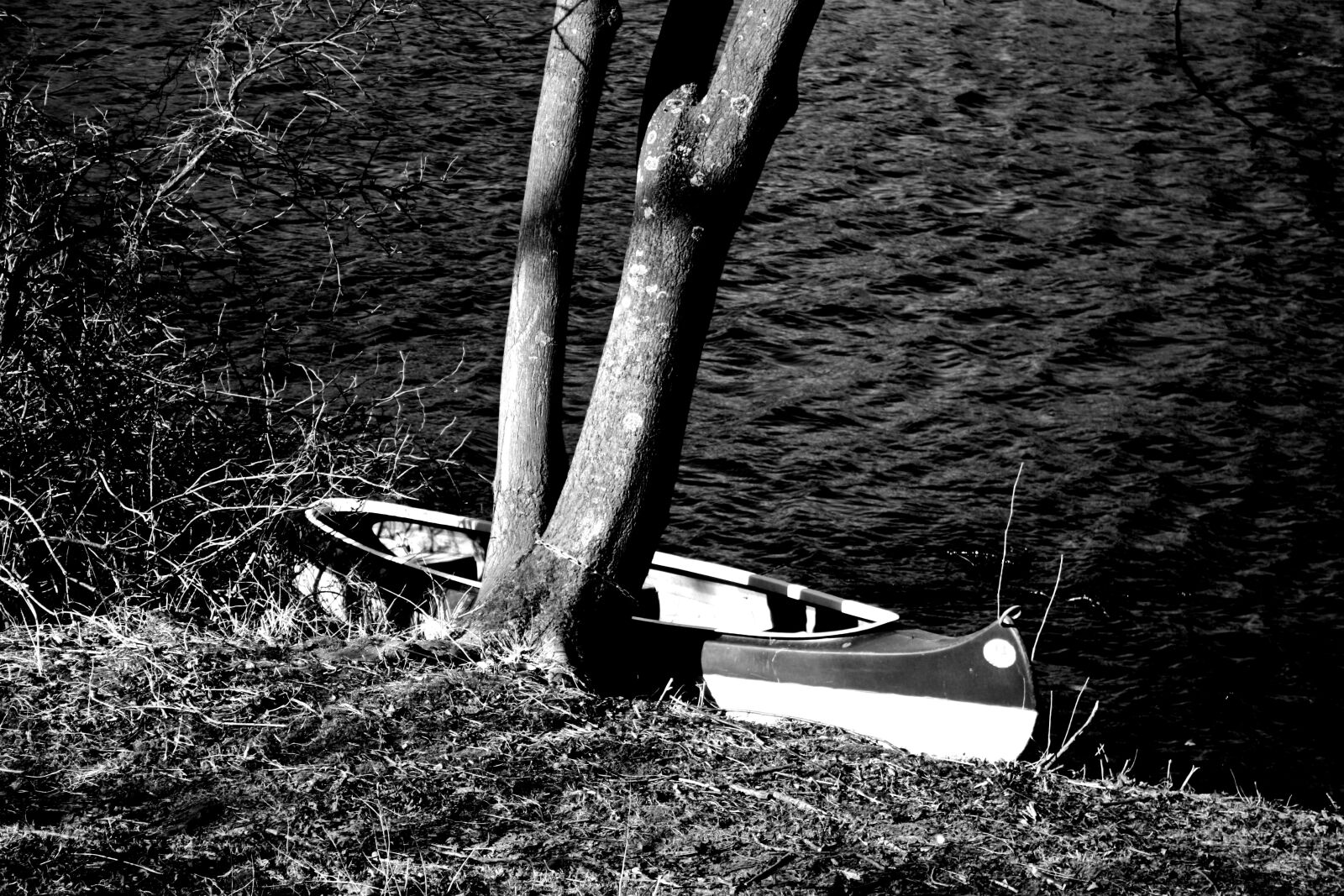 Canon EOS 1000D (EOS Digital Rebel XS / EOS Kiss F) sample photo. Nature, waters, wood photography