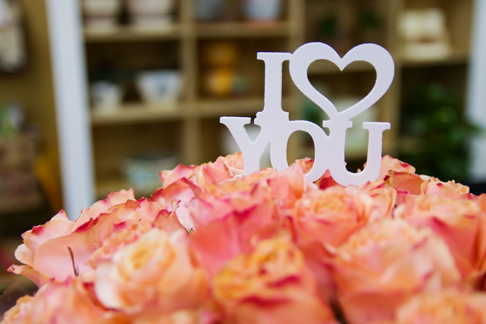Canon EOS 70D sample photo. Rose, roses, flower photography