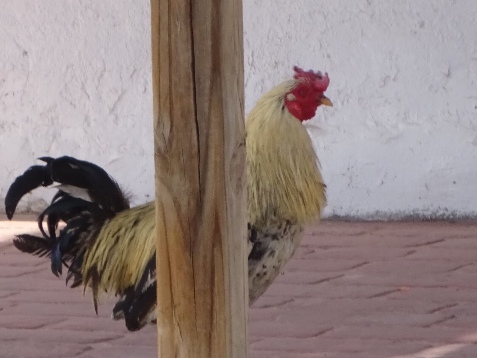 Sony Cyber-shot DSC-WX350 sample photo. Rooster, bird, chicken photography