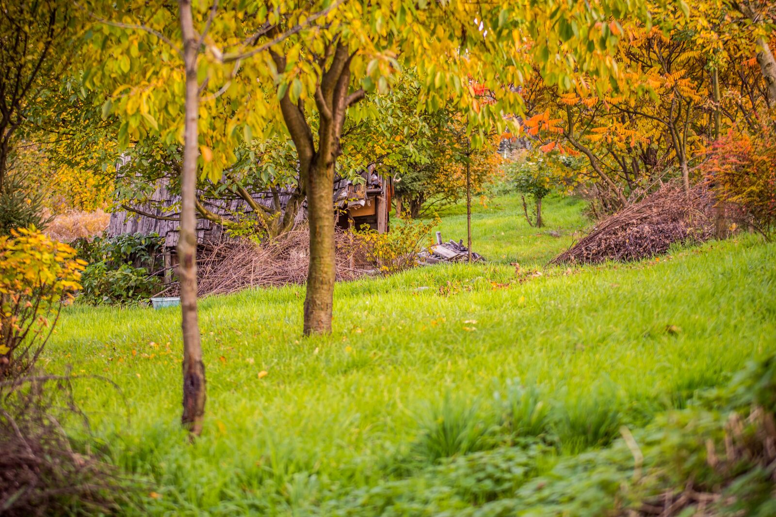 Nikon D7200 sample photo. Hut, tree, autumn photography