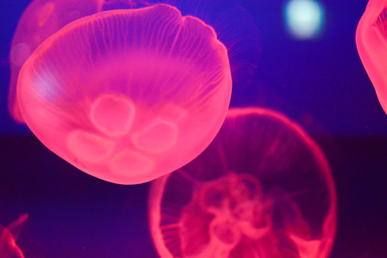 Nikon D7100 sample photo. Jellyfish, aquarium, fish tank photography