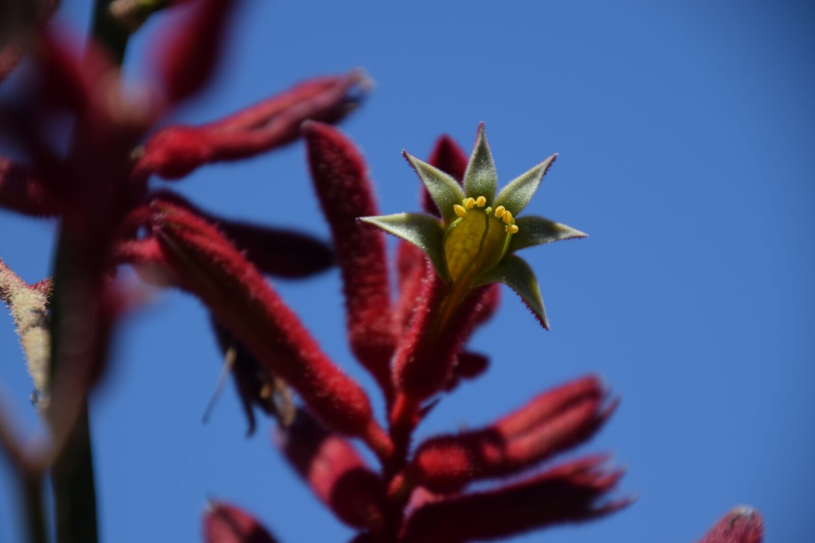 Nikon D5300 sample photo. Red kangaroo paw, australia photography