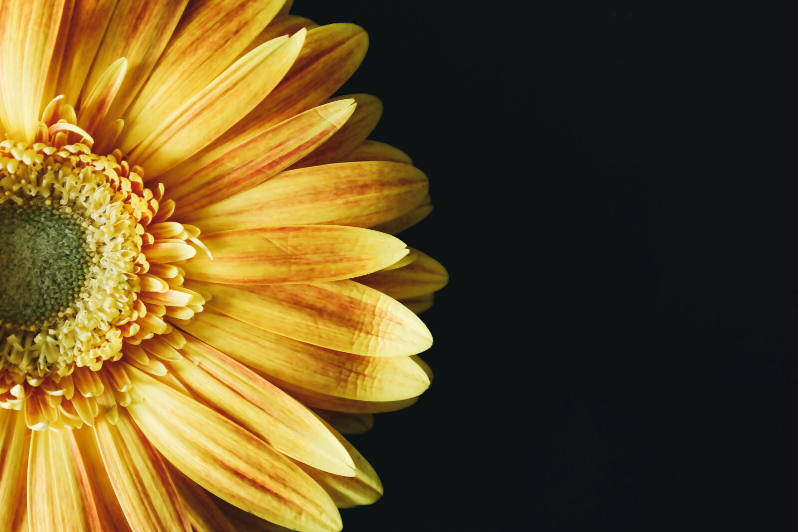 Samsung NX300 sample photo. Black, background, blooming, bright photography
