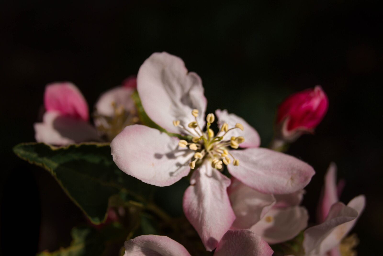 Sony Alpha DSLR-A230 sample photo. Pink, flowers, blossom photography