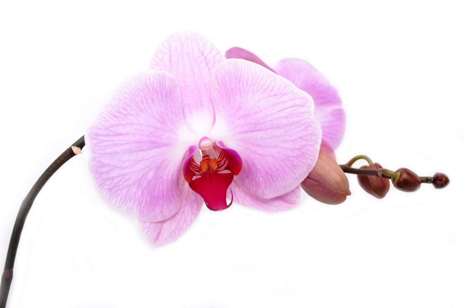 Nikon D5100 sample photo. Anniversary, bloom, blossom, botanical photography