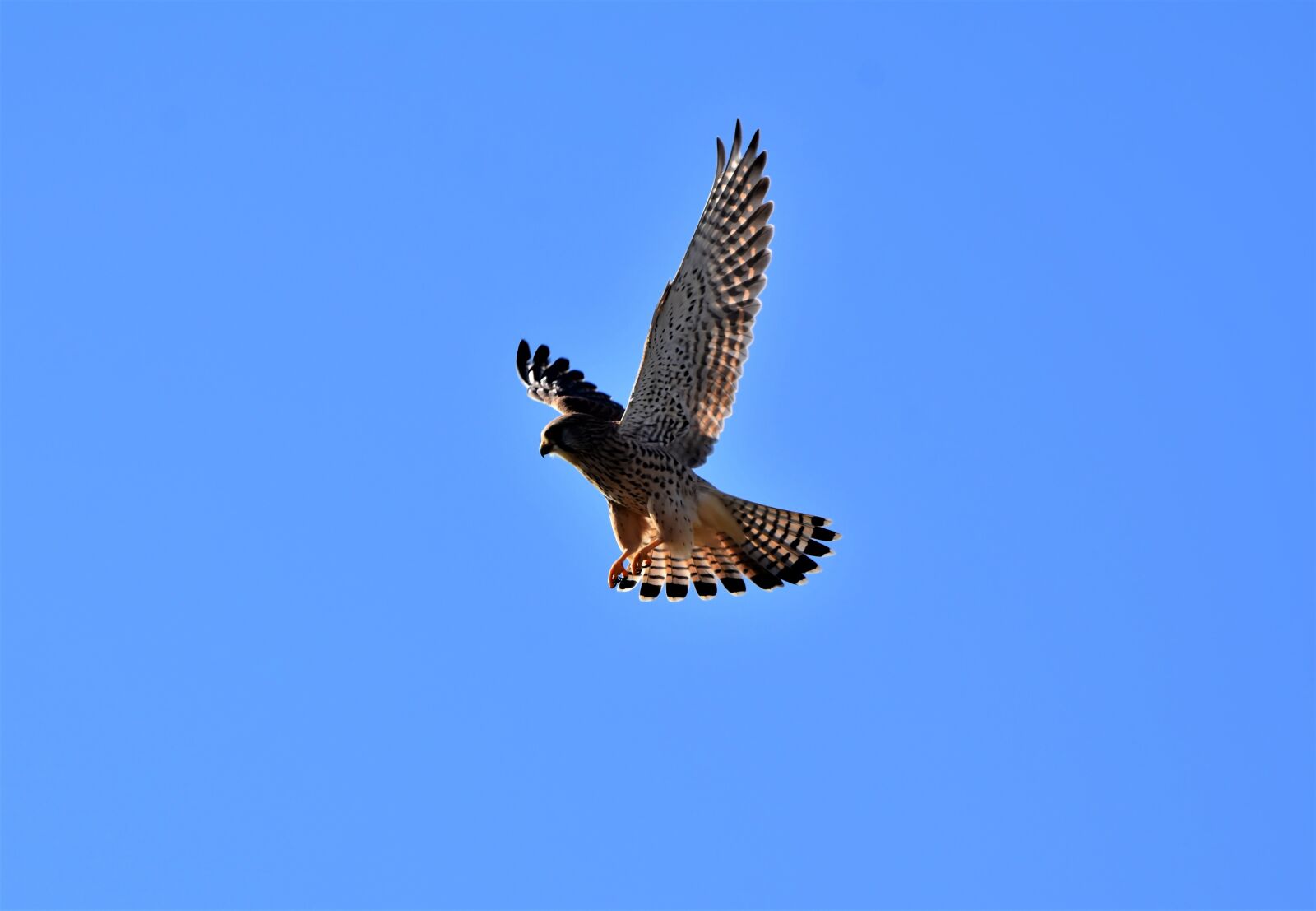 Nikon D7200 sample photo. Falcon, bird of prey photography