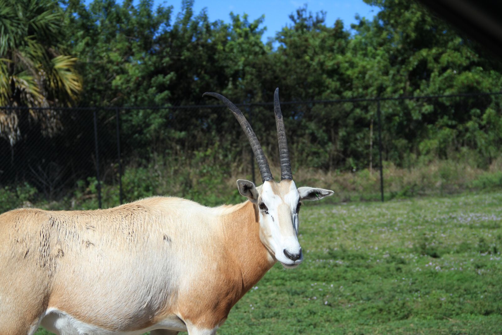 Canon EOS 7D sample photo. Antelope, zoo, florida photography