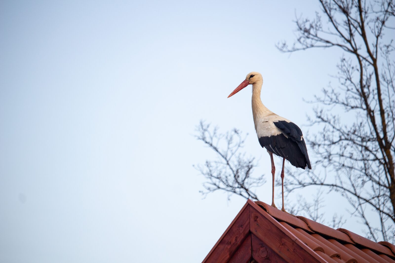 Canon EOS 100D (EOS Rebel SL1 / EOS Kiss X7) sample photo. Stork, bird, migratory bird photography