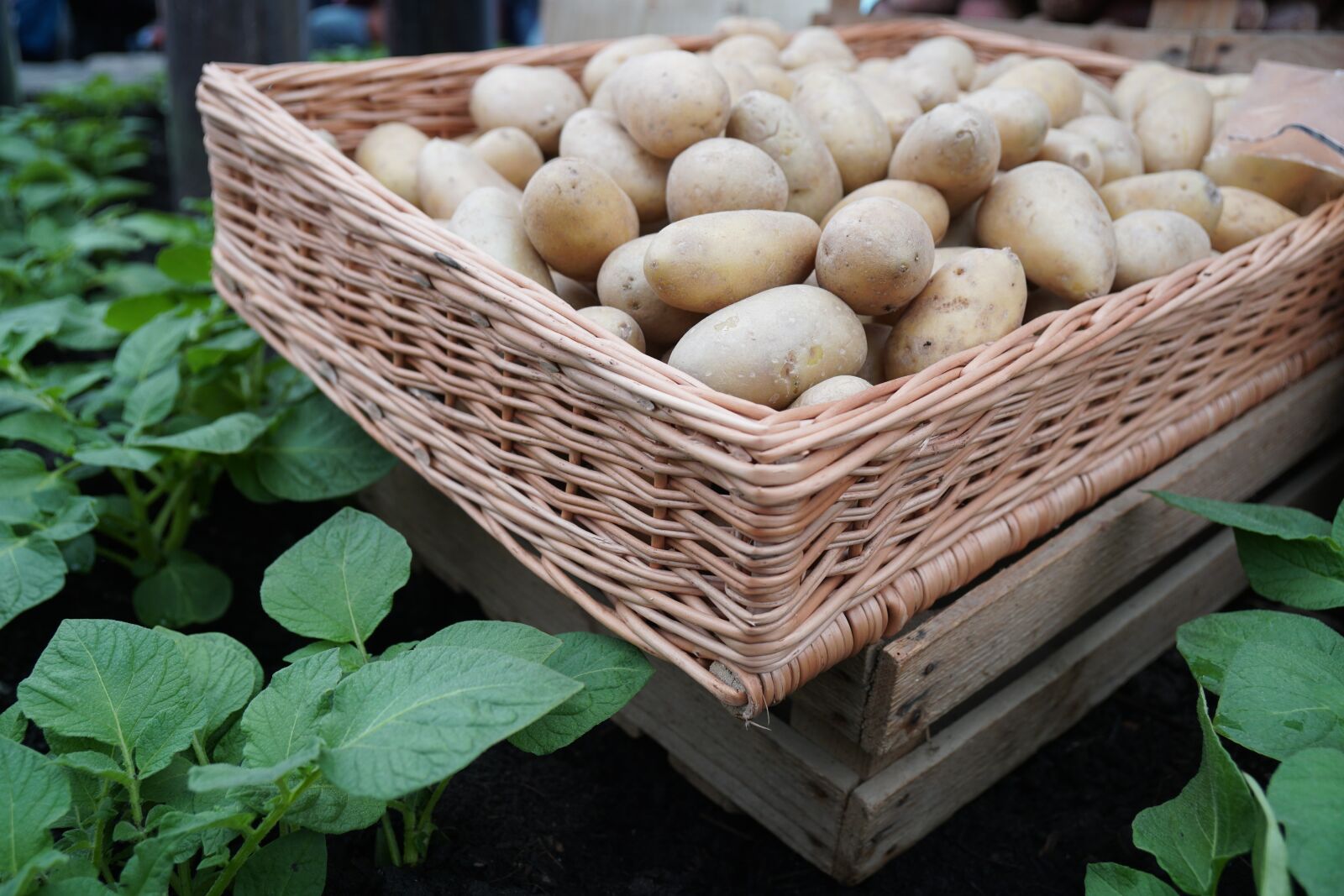 Sony a6500 + Sony Vario-Tessar T* E 16-70mm F4 ZA OSS sample photo. Potato, basket, food photography