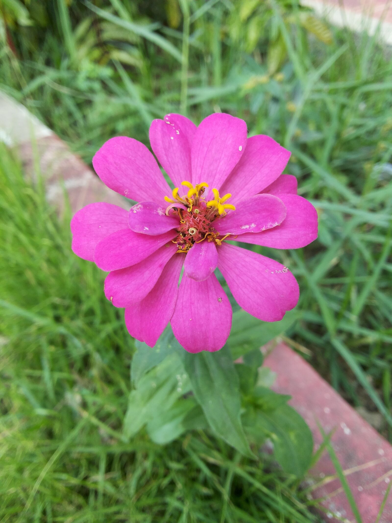 Samsung Galaxy Grand Duos sample photo. Flowers, nature, pretty photography