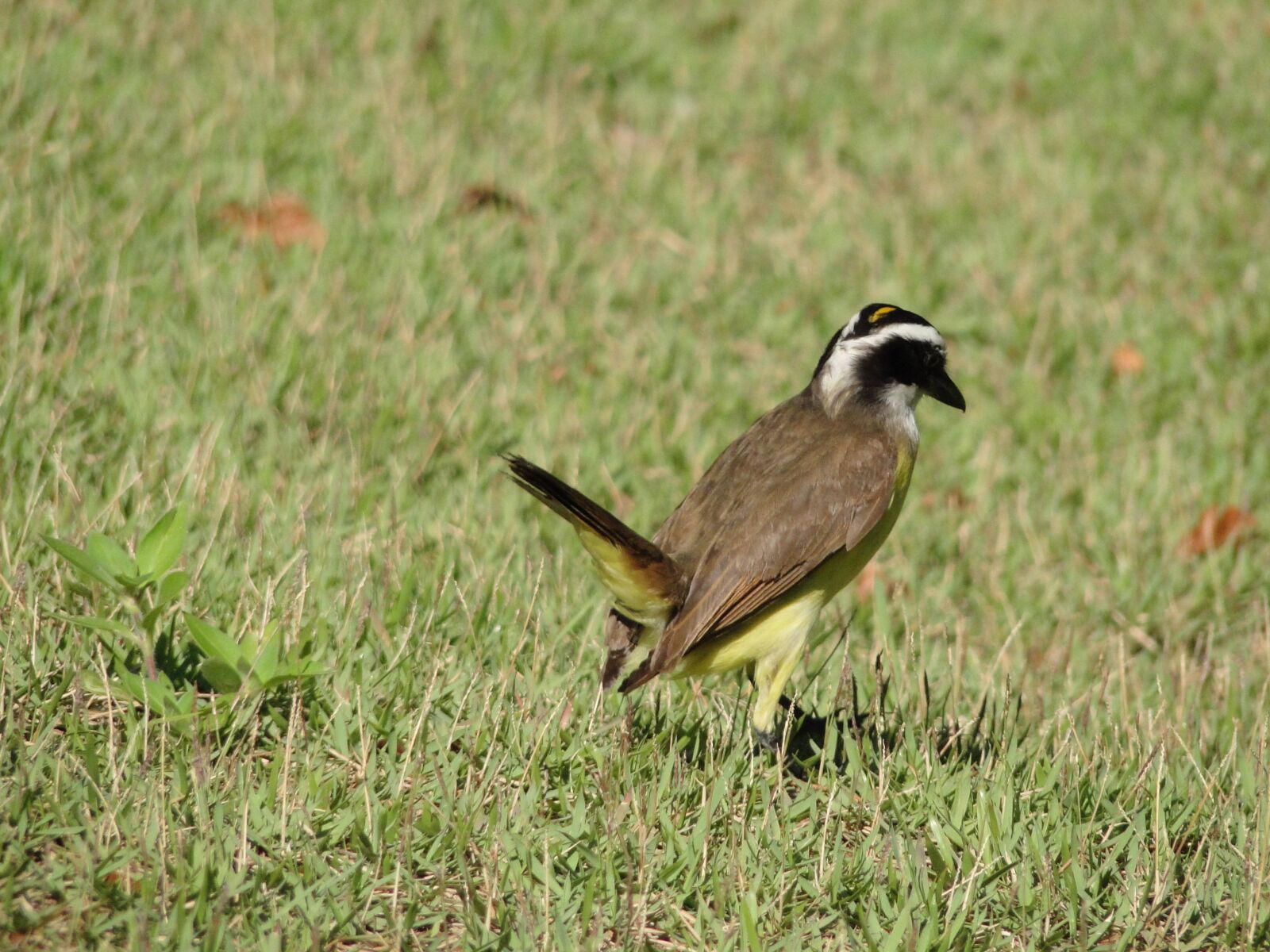 Sony Cyber-shot DSC-HX1 sample photo. Bird, bem-te-vi, grass photography