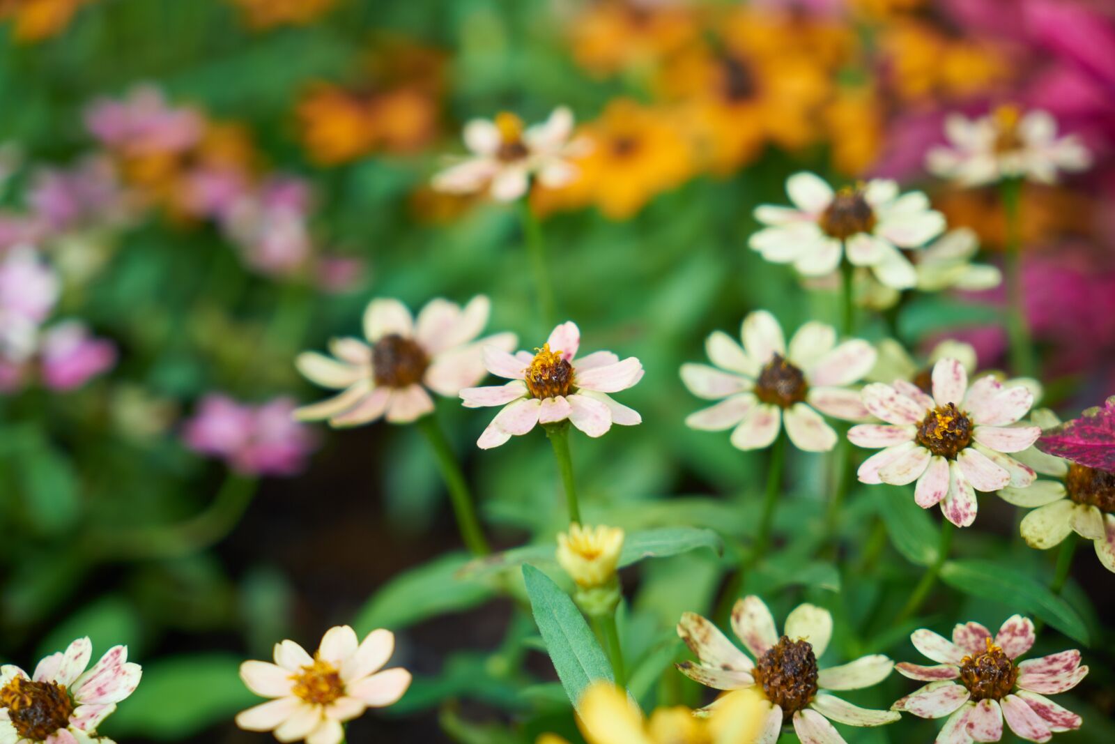 Sony a7R II sample photo. Flower, daisy, nature photography