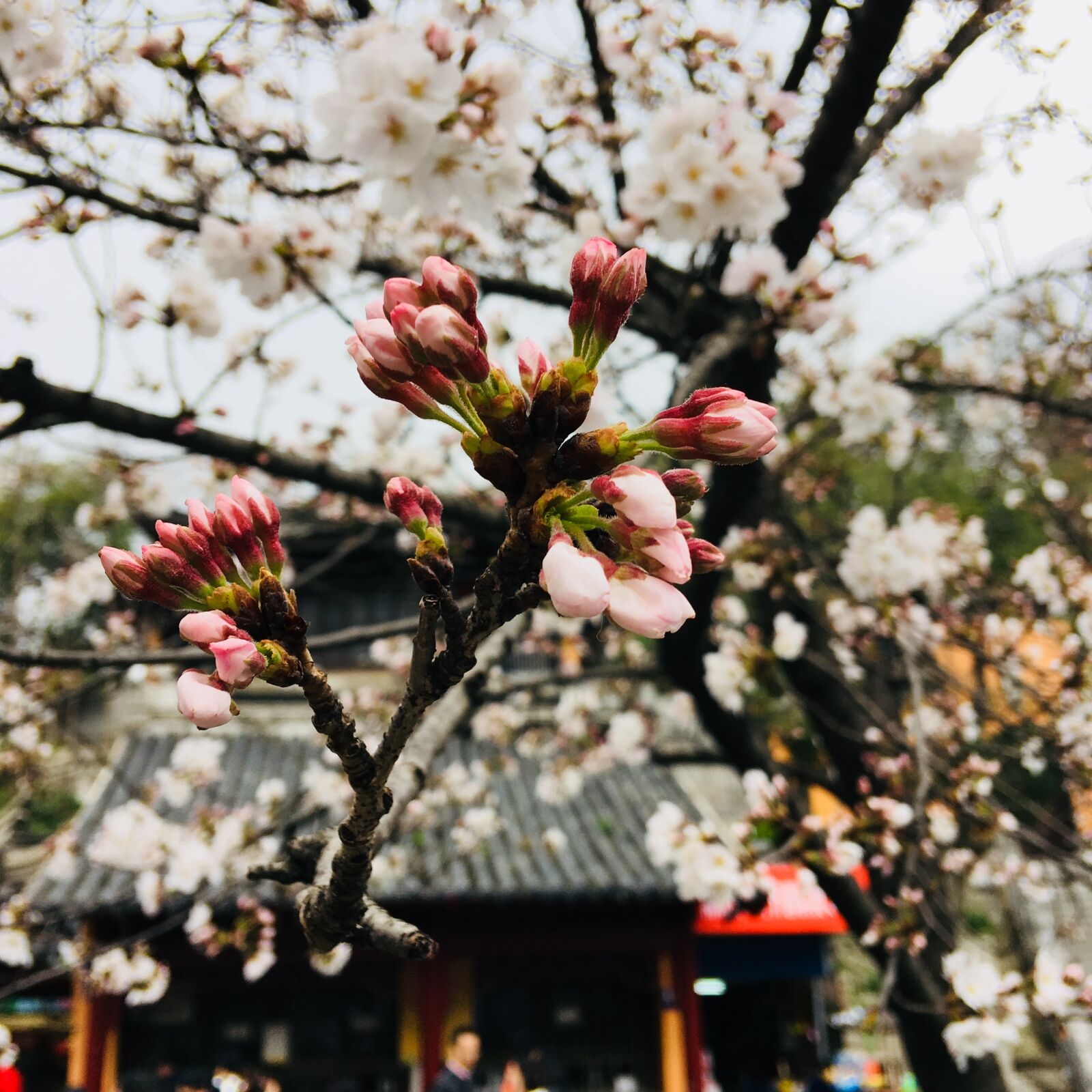 Apple iPhone 6s Plus sample photo. Flower, tree, cherry wood photography