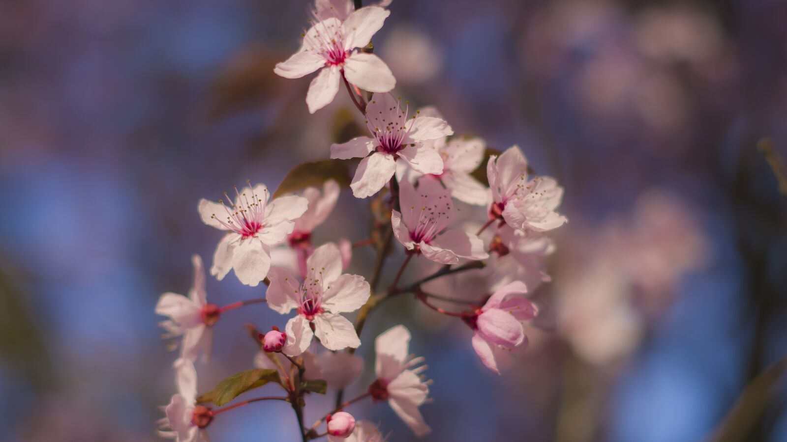 Pentax smc DA 50mm F1.8 sample photo. Spring, cherry, cherry blossoms photography