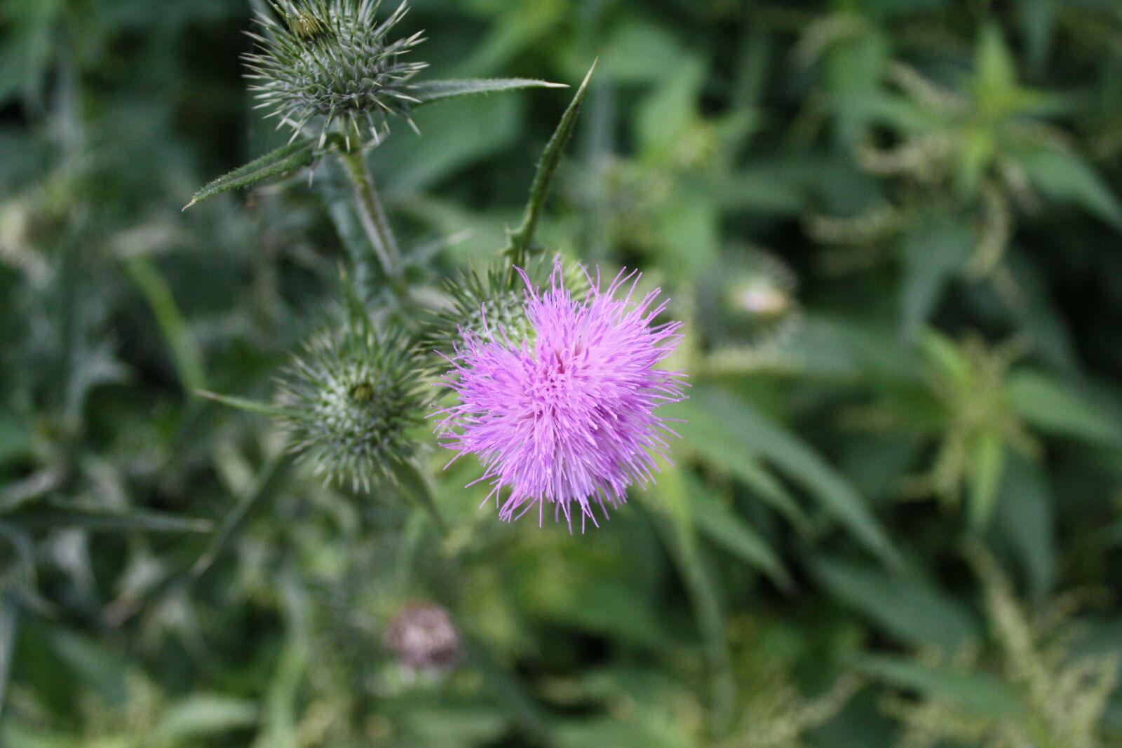 Canon EOS 1000D (EOS Digital Rebel XS / EOS Kiss F) sample photo. Thistle, purple, flower photography
