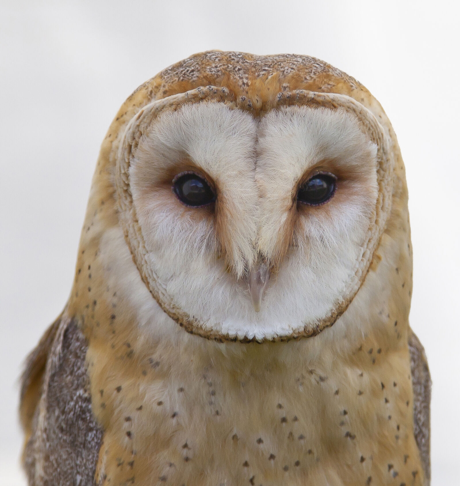 Canon EOS 5D Mark II sample photo. Bird, barn, owl photography