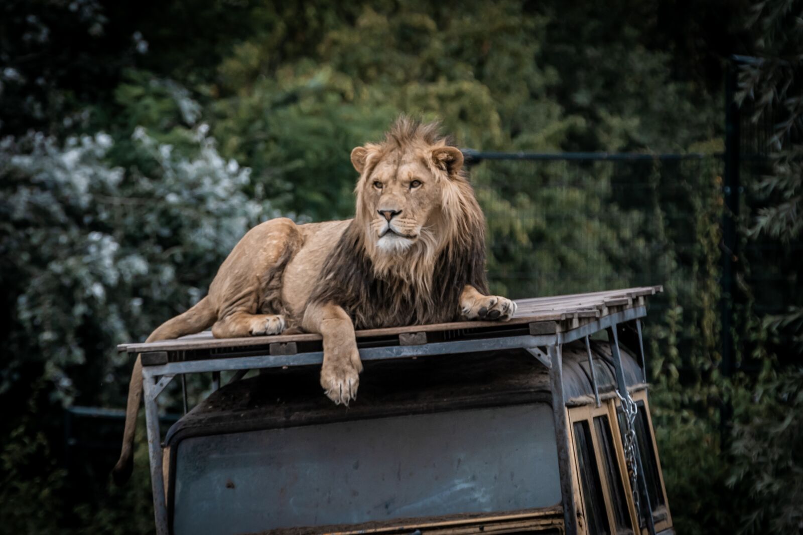 Canon EOS 80D sample photo. Lion, zoo, predator photography