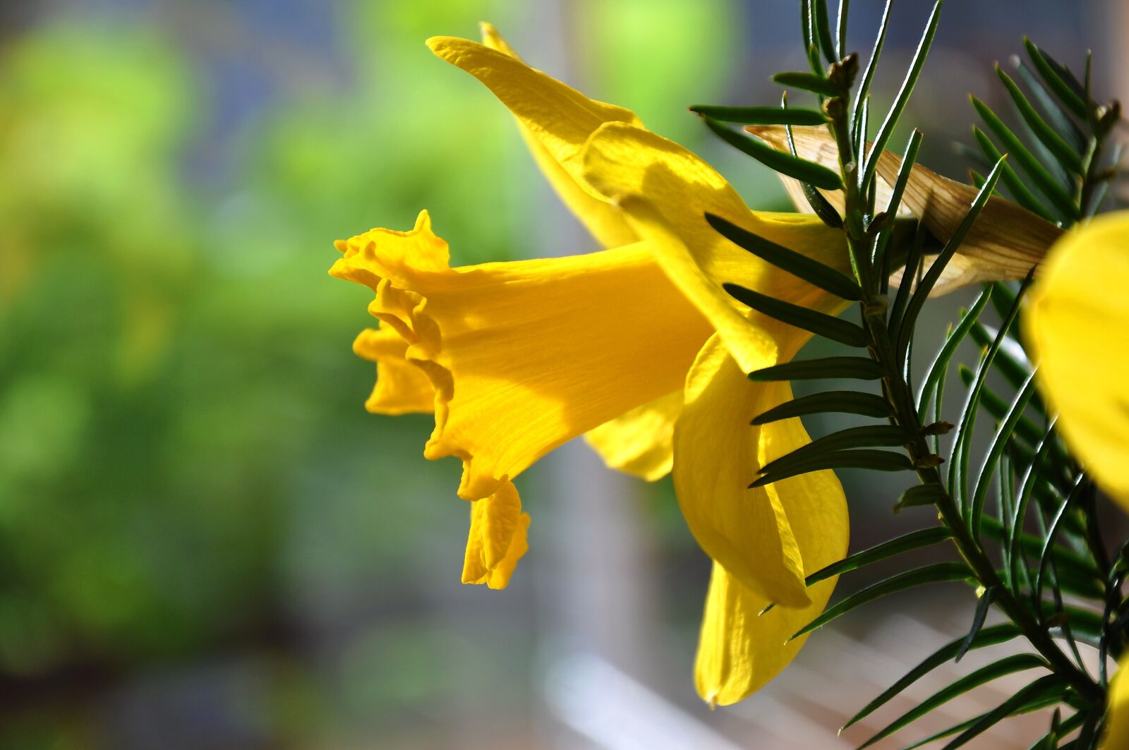 Nikon D90 sample photo. Daffodil, spring, yellow flower photography