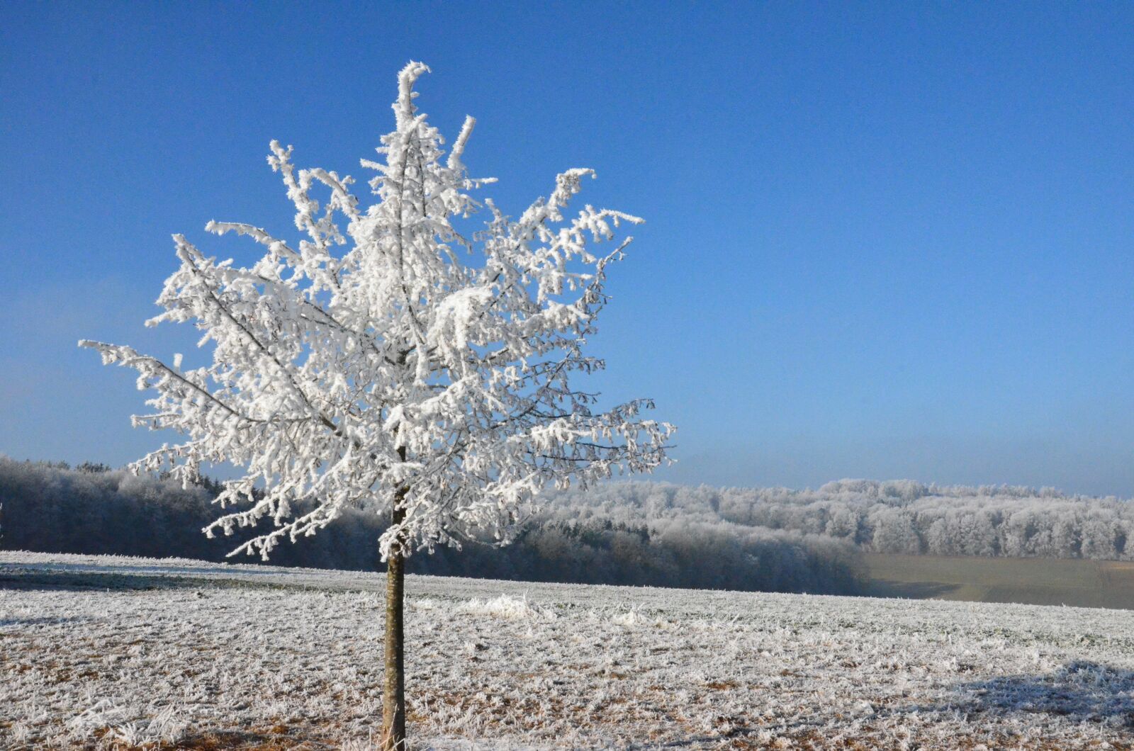 Nikon D7000 sample photo. Snow, sun, winter photography