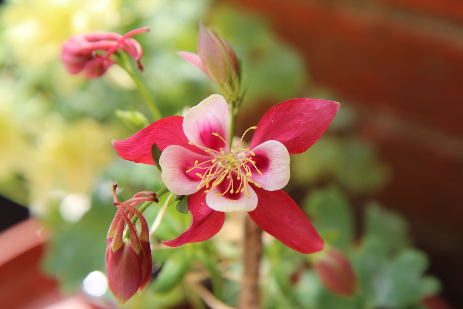 Canon EOS 600D (Rebel EOS T3i / EOS Kiss X5) sample photo. Columbine, ancolie red, flowering photography