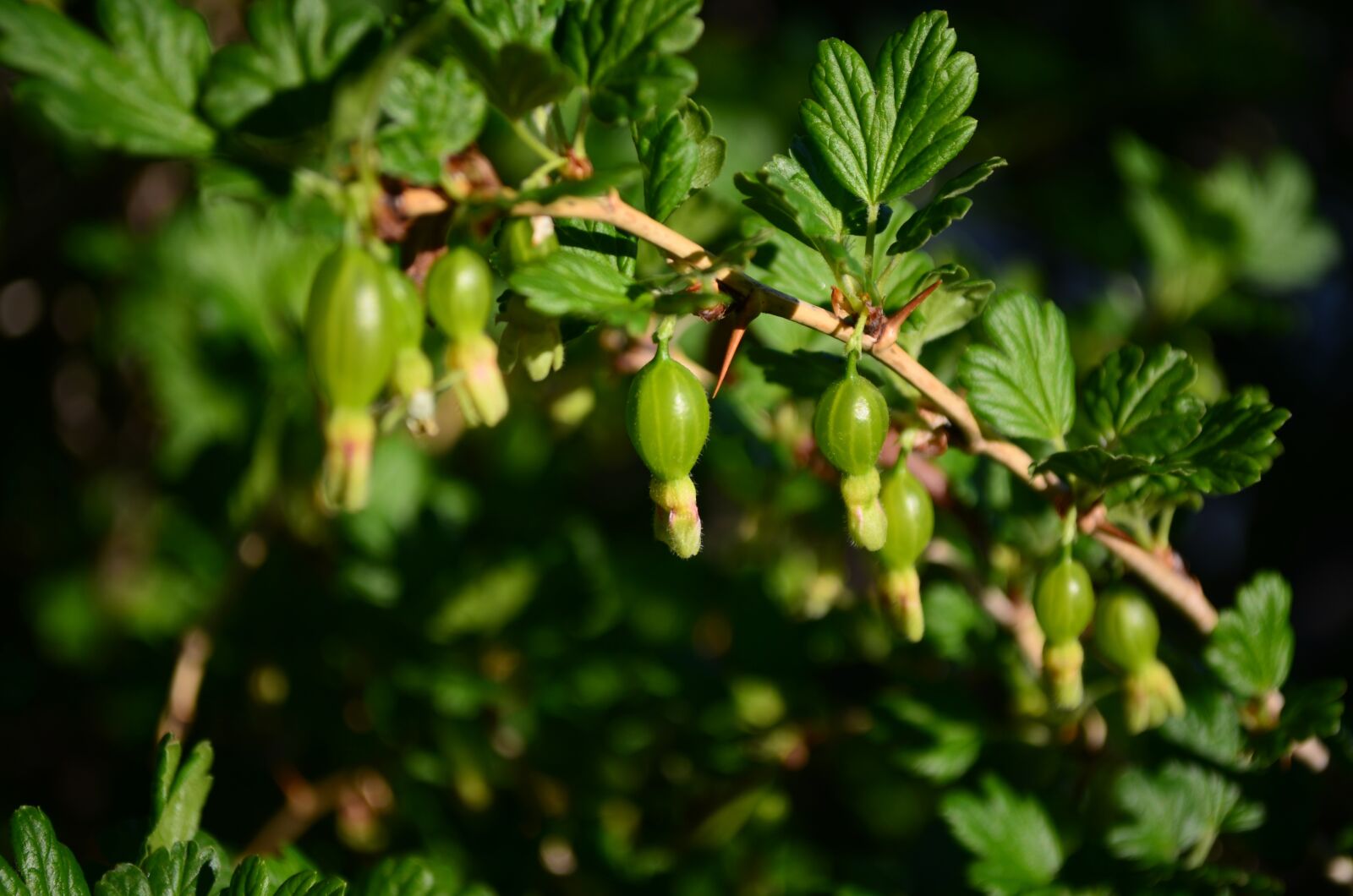 Nikon D5100 sample photo. Gooseberry, green, berry photography