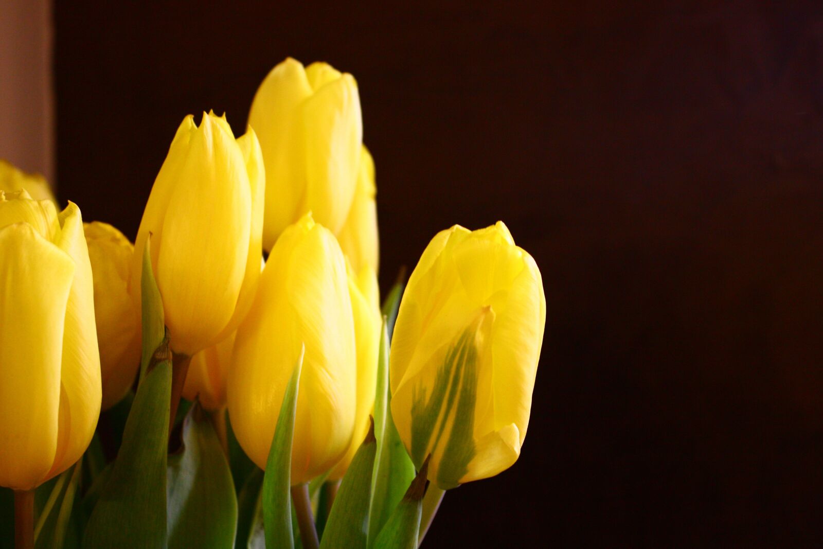 Canon EOS 450D (EOS Rebel XSi / EOS Kiss X2) sample photo. Flowers, tulips, bouquet photography