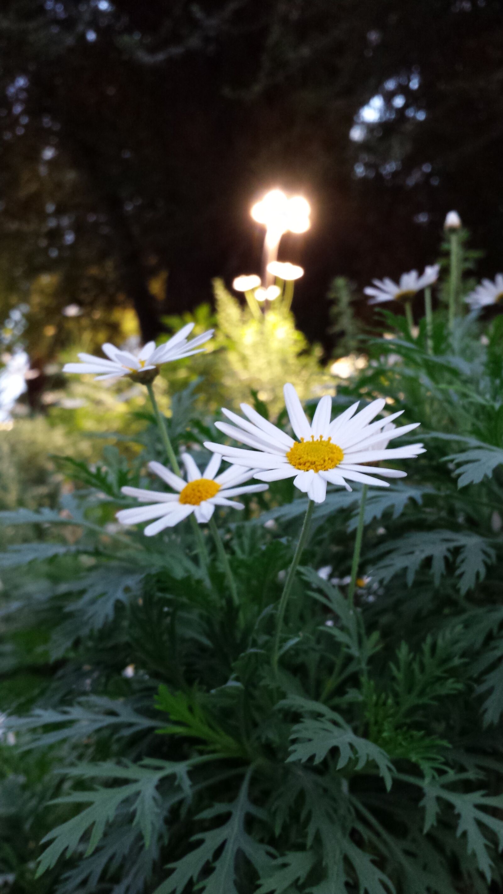 Samsung Galaxy S4 sample photo. Sk photography