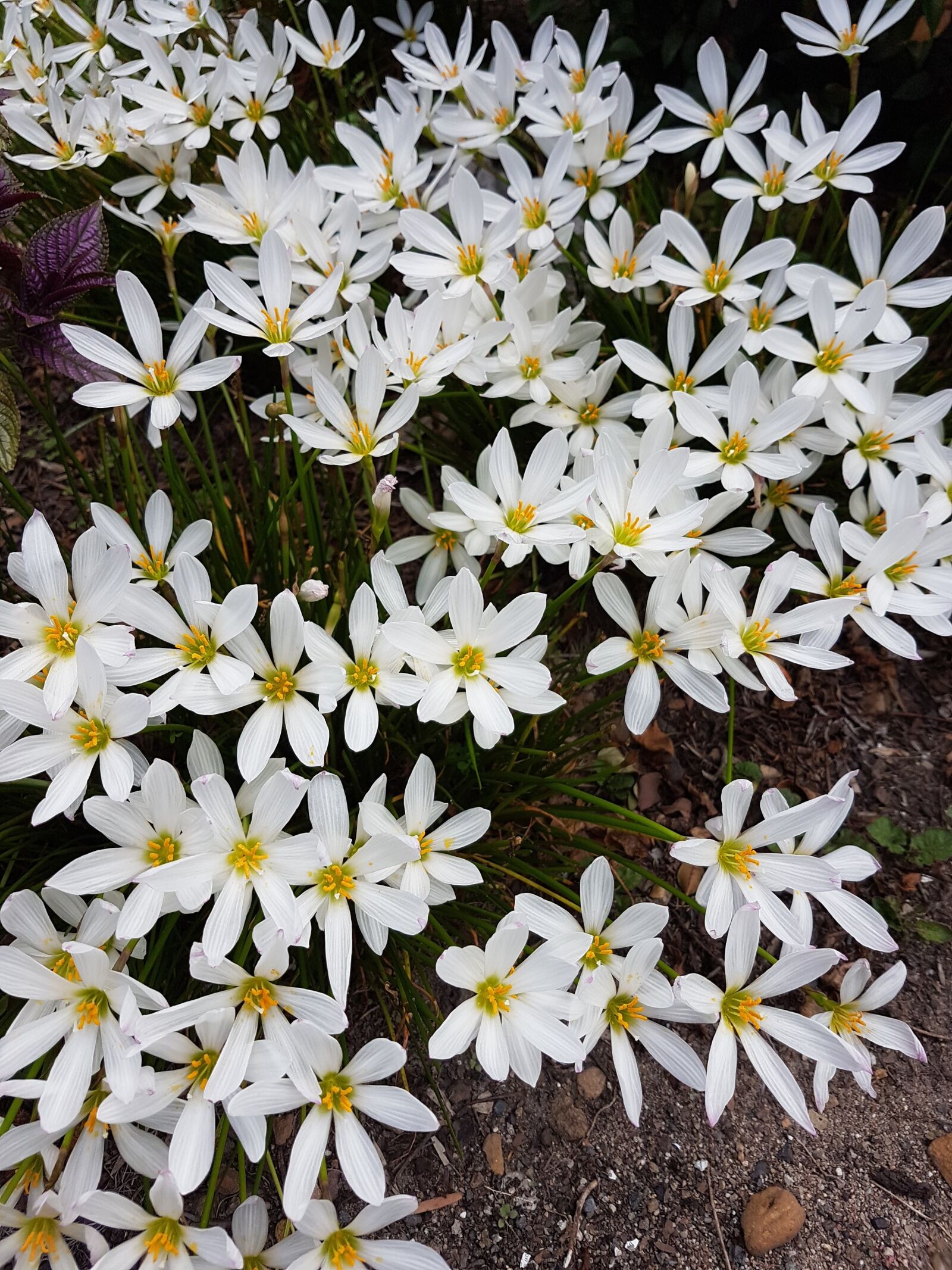 Samsung Galaxy S7 sample photo. Flower, nature, flora photography