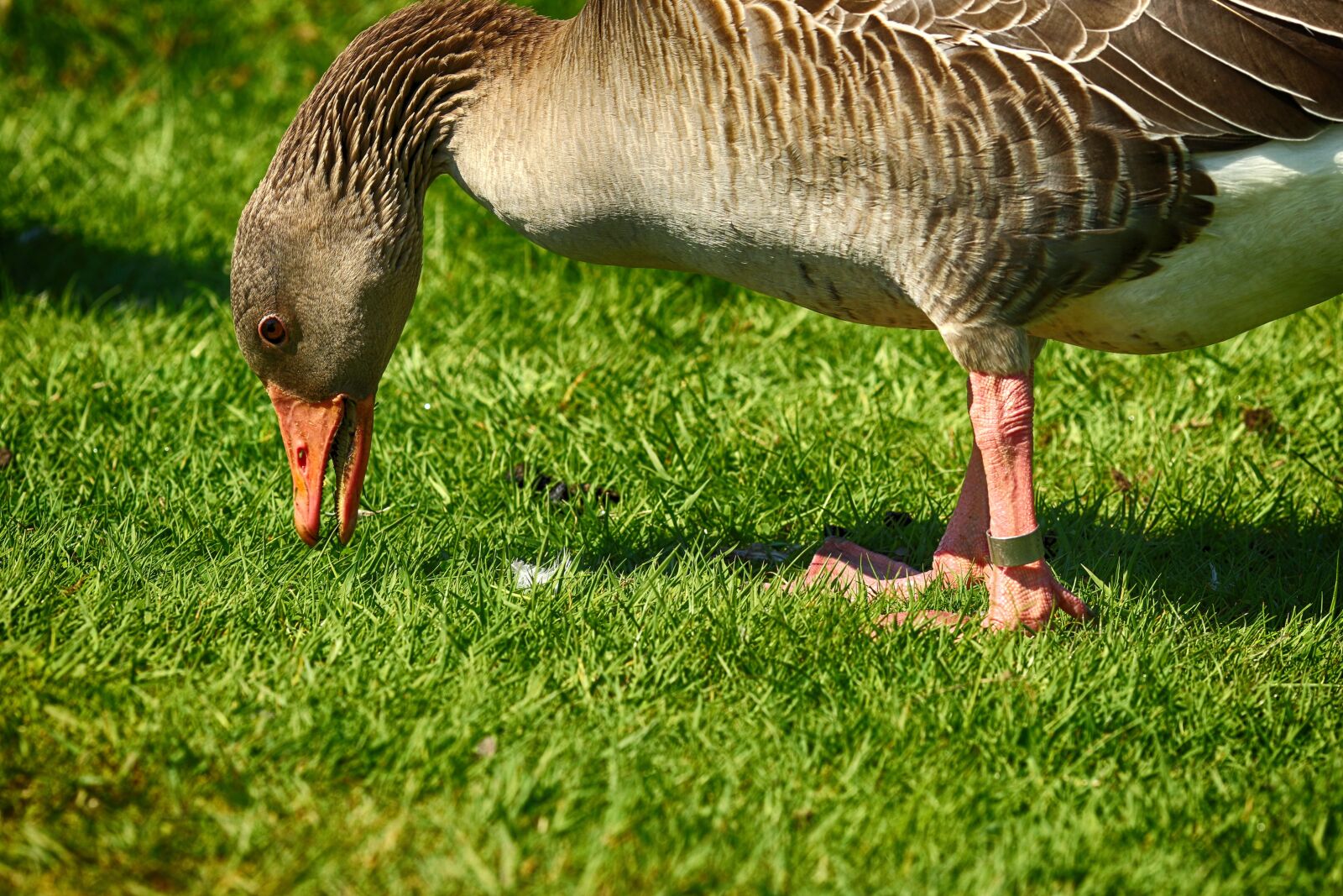 Canon EOS 7D Mark II + Canon EF 135mm F2L USM sample photo. Goose, bird, animal photography