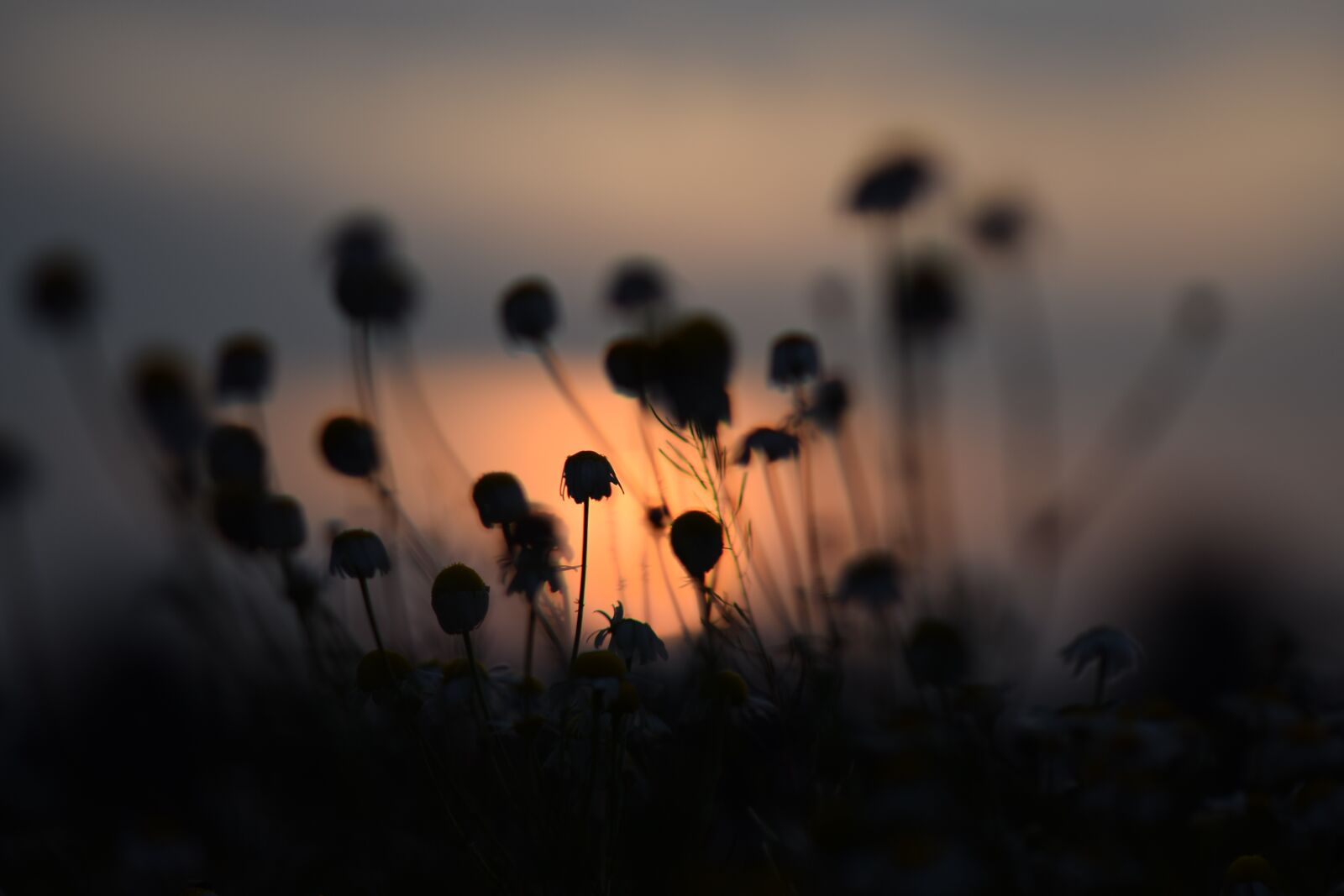 Nikon D3300 sample photo. Sunset, nature, flowers photography