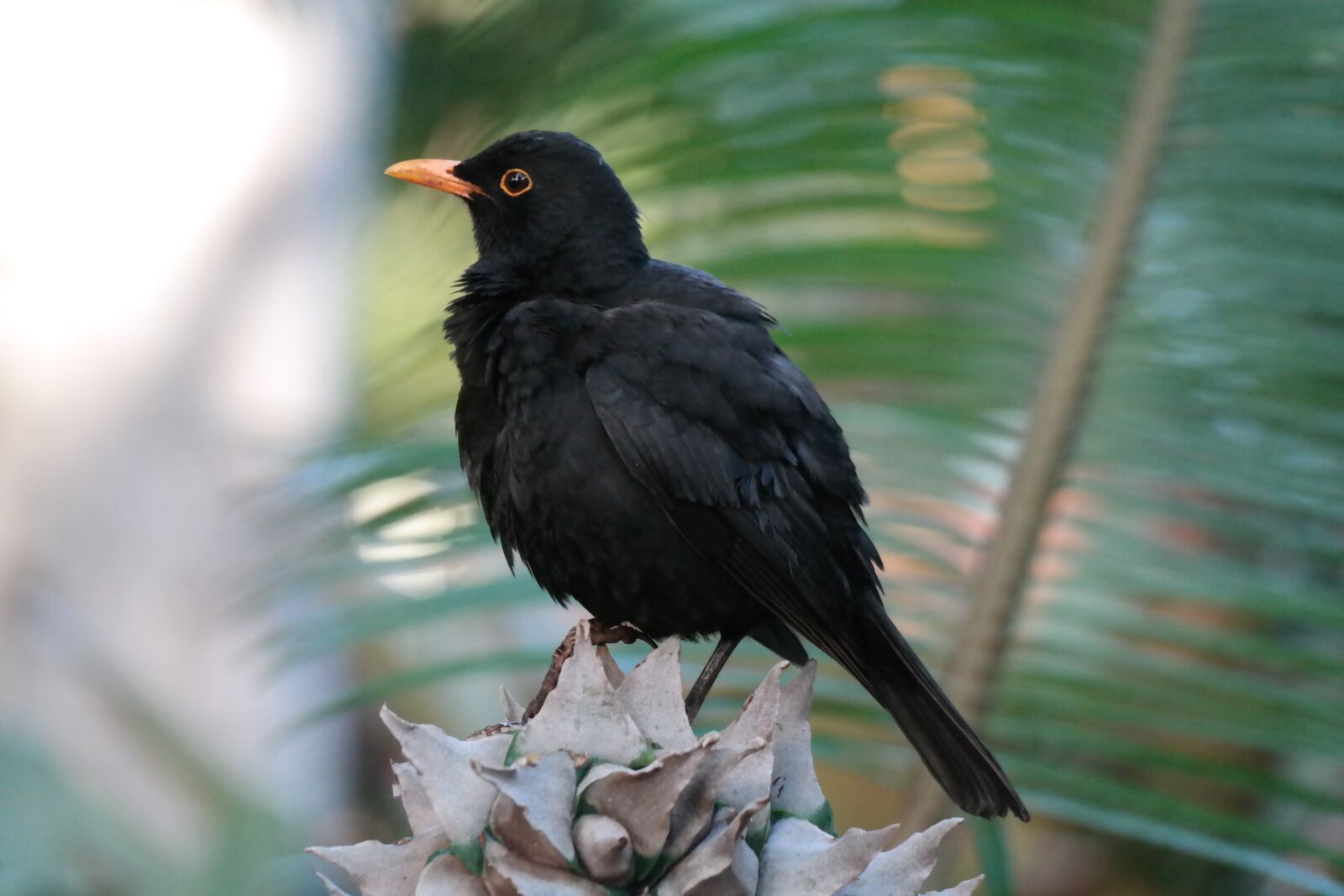 NX 50-200mm F4-5.6 sample photo. Blackbird, plumage, bird photography
