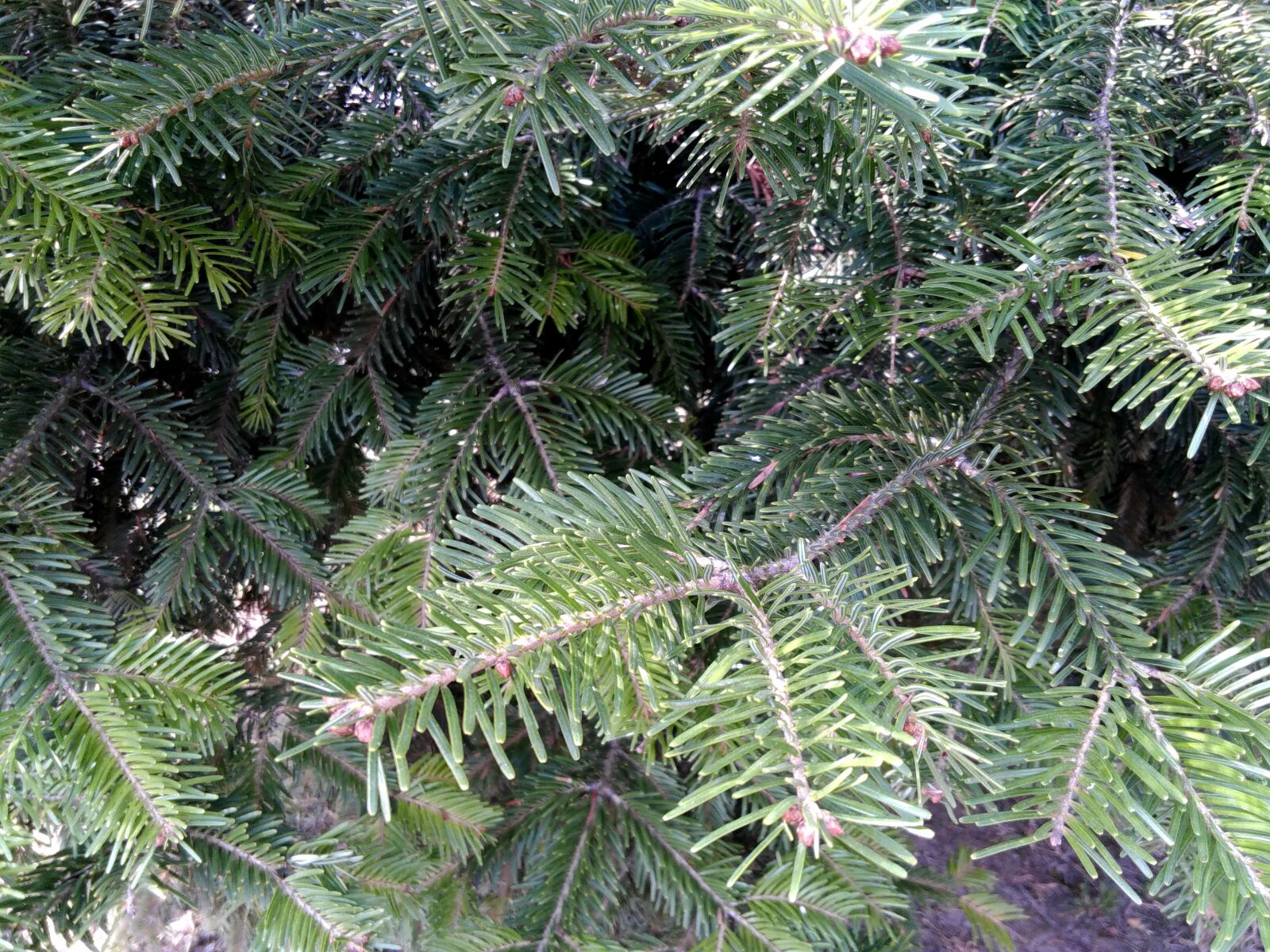 Lenovo S60-A sample photo. Spruce, pine, tree, winter photography