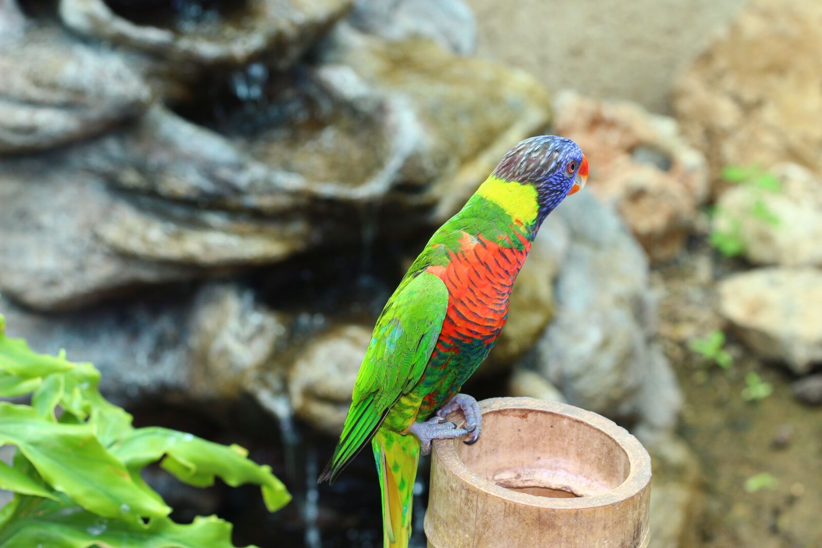 Canon EOS 100D (EOS Rebel SL1 / EOS Kiss X7) + Canon EF 50mm F1.8 STM sample photo. Animals, parrot, zoo photography