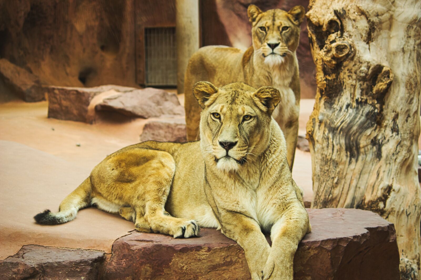 Canon EOS 600D (Rebel EOS T3i / EOS Kiss X5) sample photo. Lion, zoo, cat photography