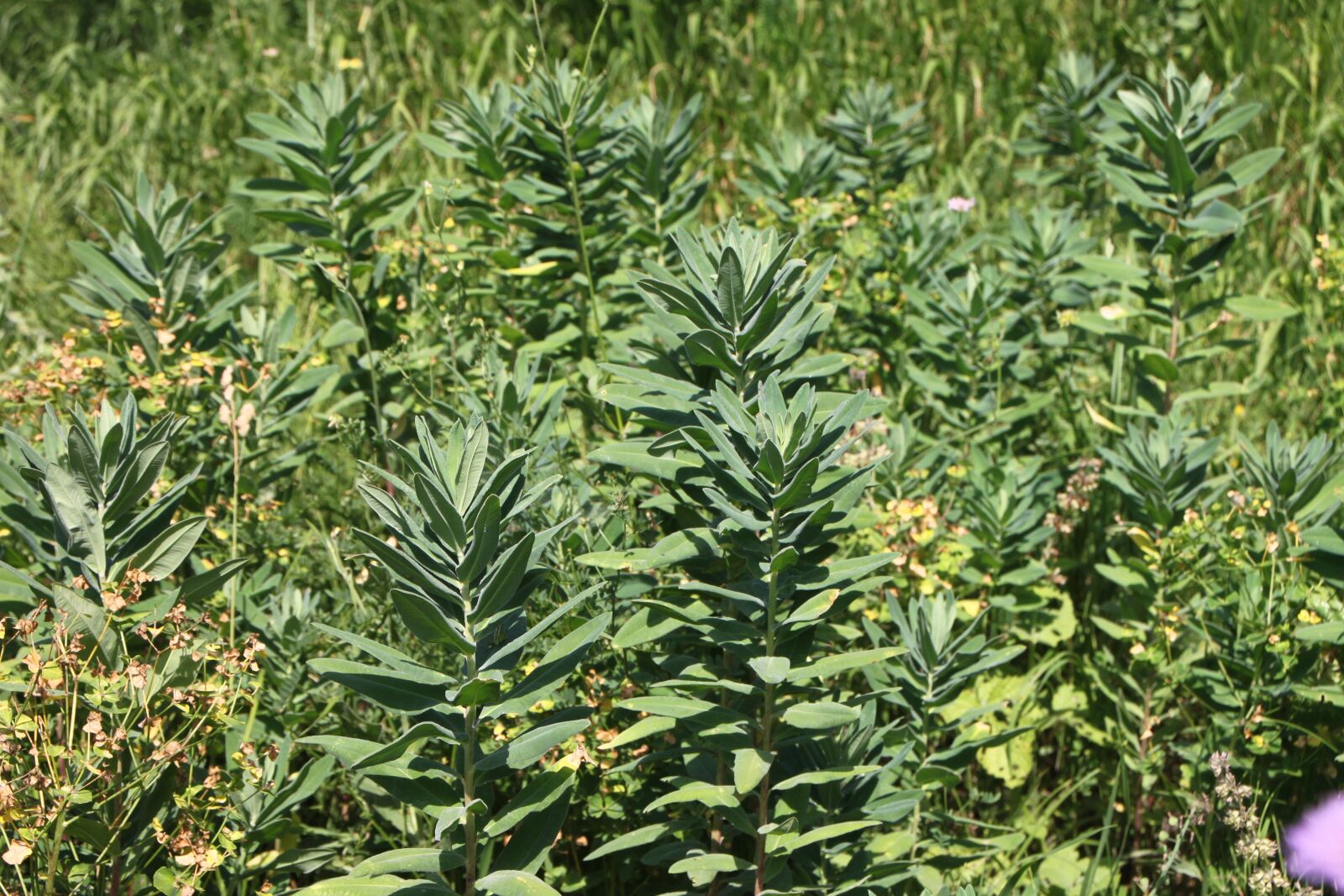 Canon EOS 500D (EOS Rebel T1i / EOS Kiss X3) sample photo. Characias, environment, euphorbia photography