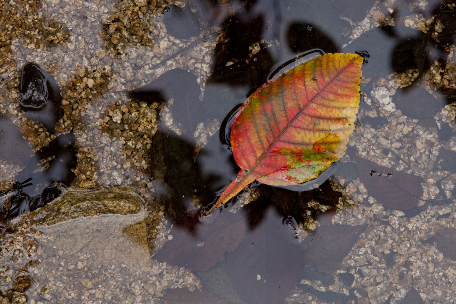 Canon EOS 5D sample photo. Autumn, leaves, the leaves photography