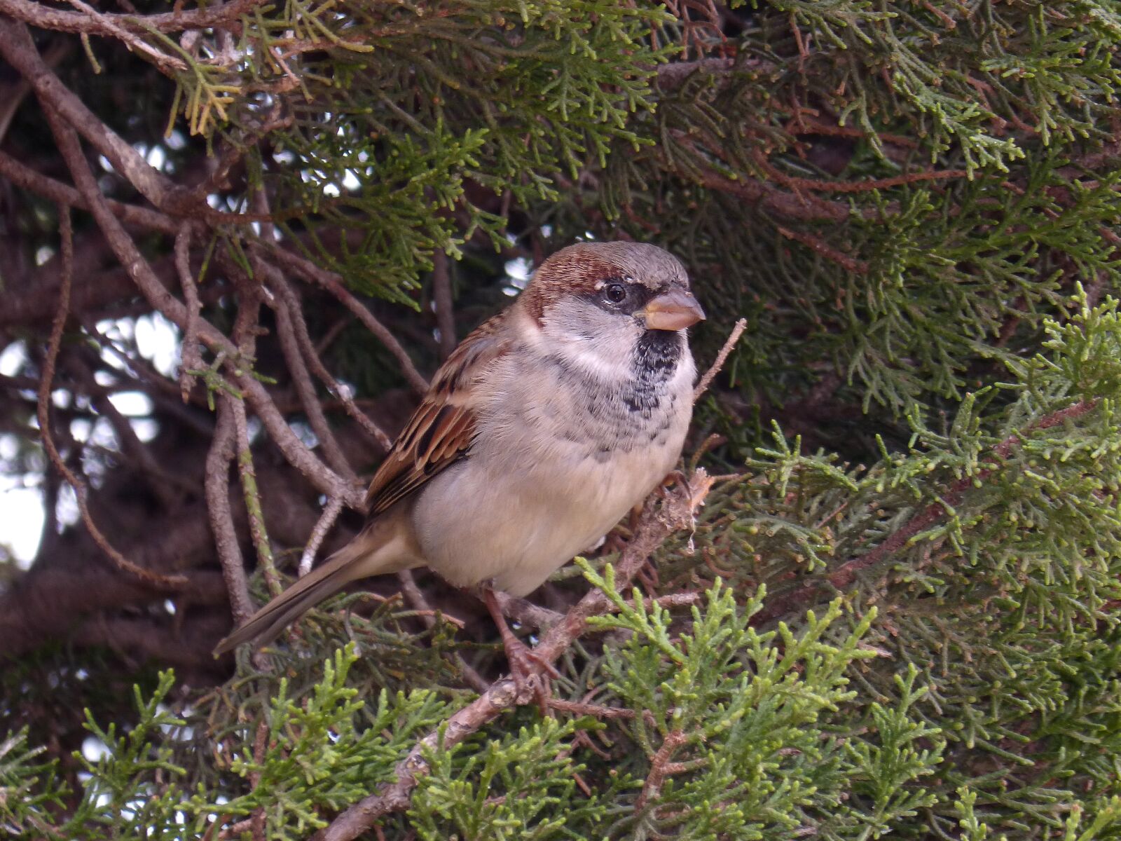 Panasonic DMC-FZ62 sample photo. Sparrow, seto, bird photography