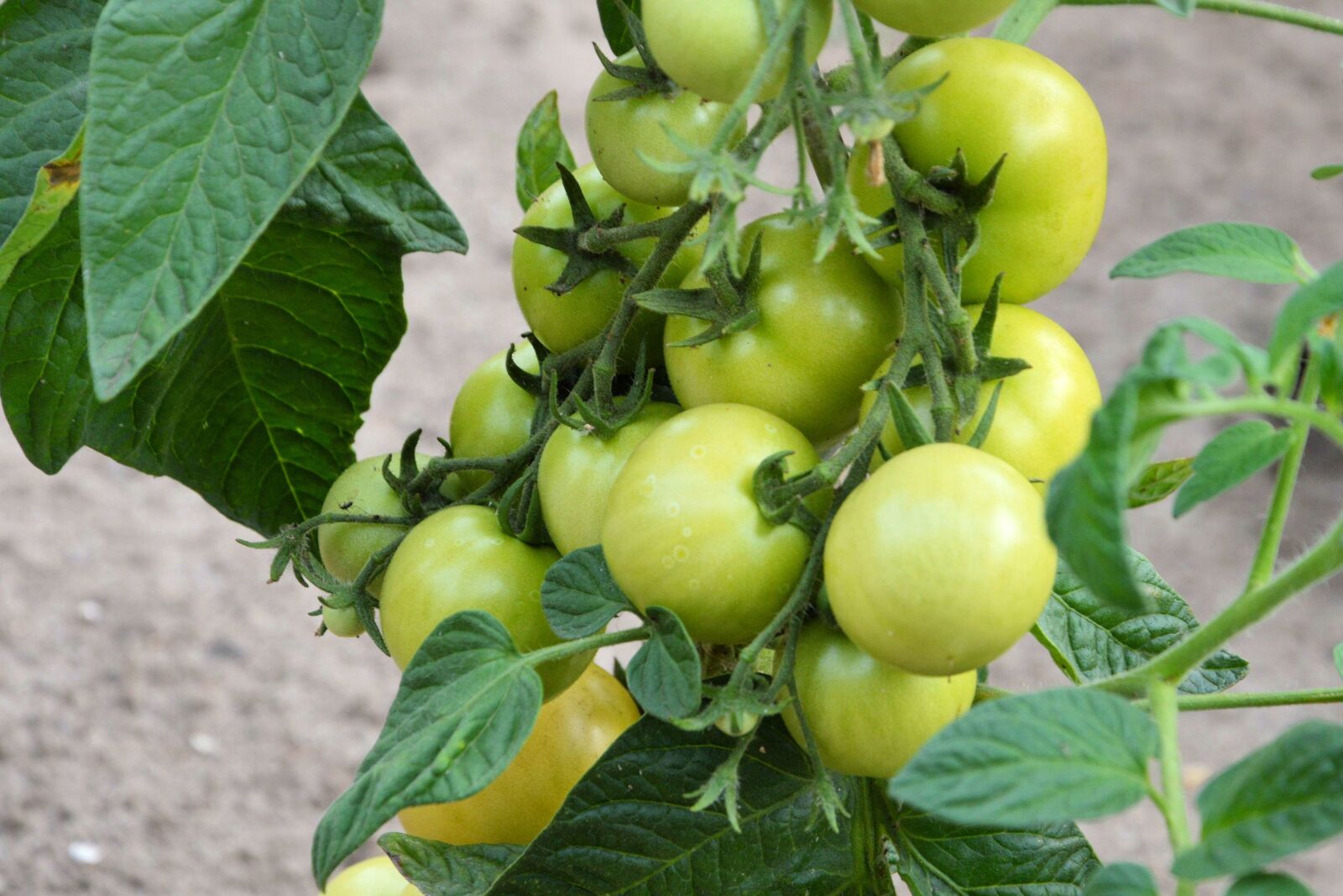 Nikon D3200 sample photo. Tomatoes, panicle, green photography