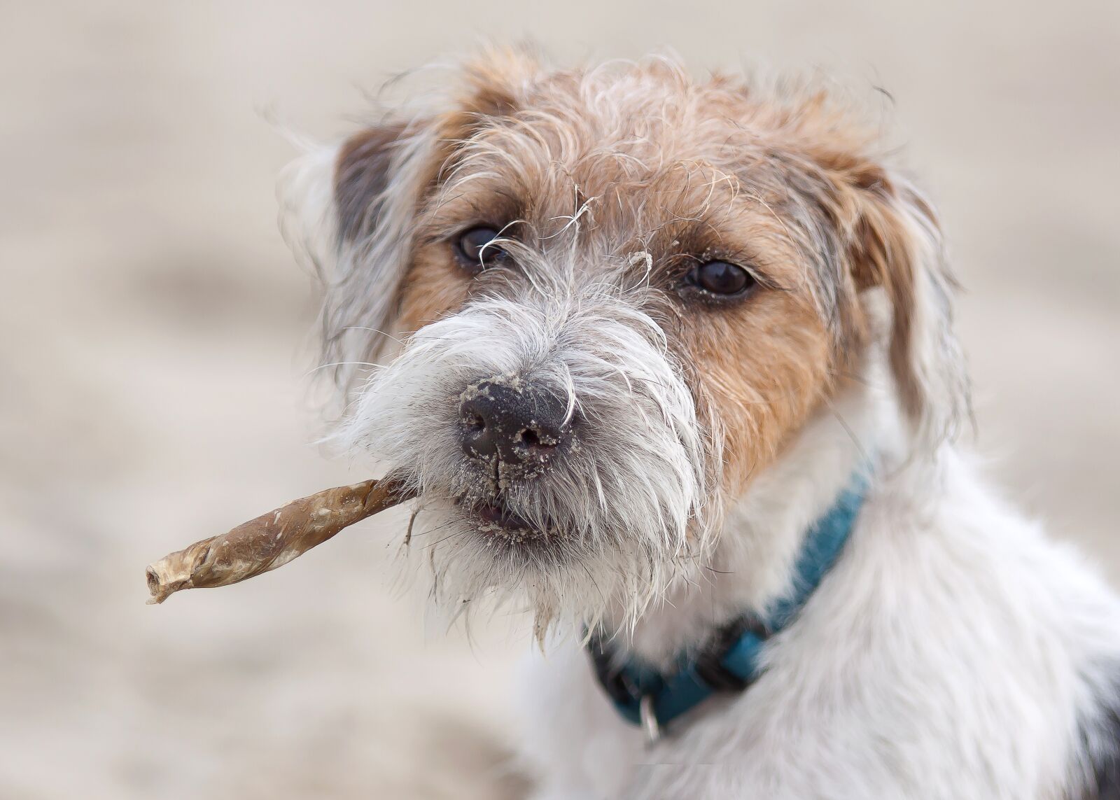Canon EOS 50D sample photo. Dog, terrier, parson photography