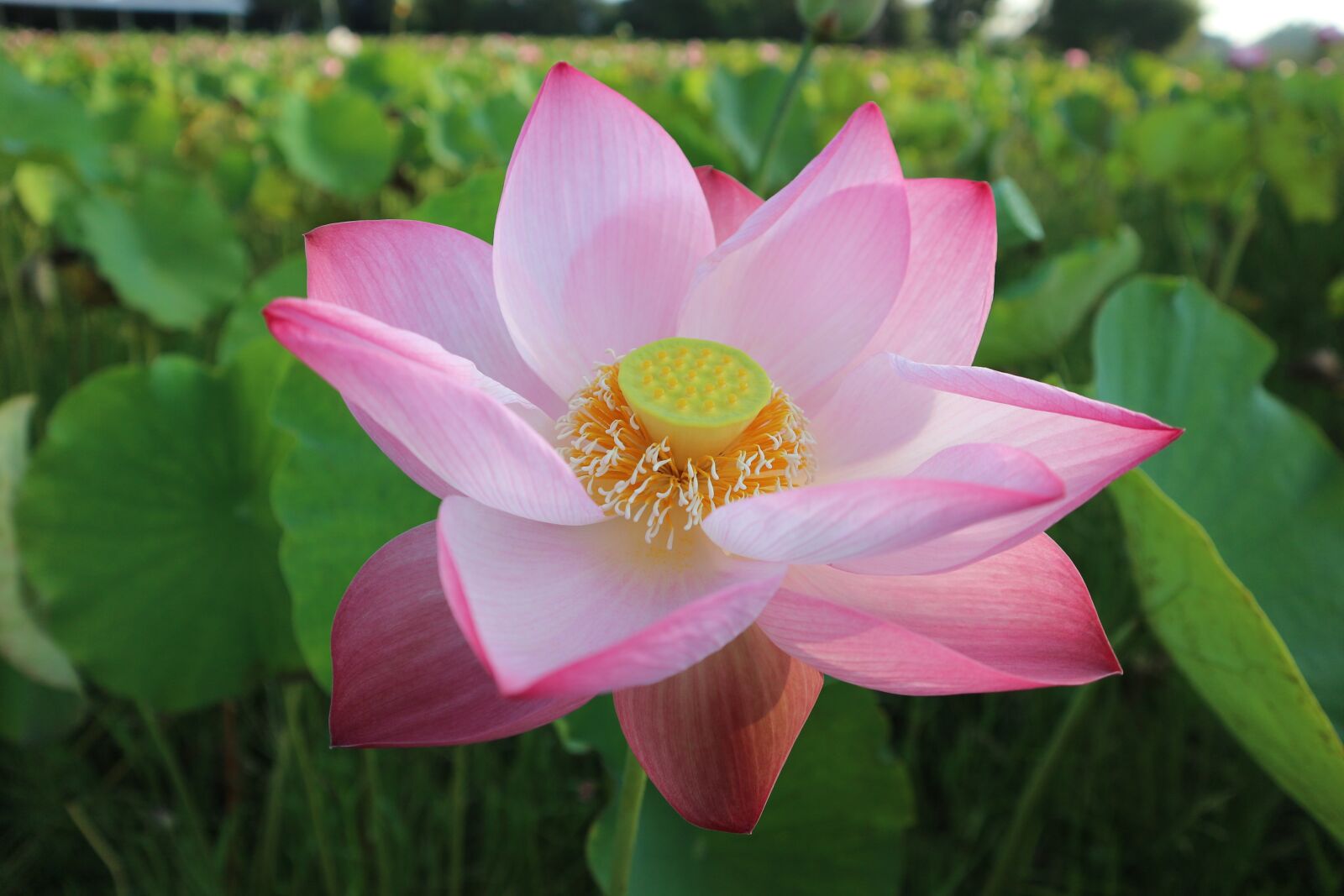 Canon EOS M10 sample photo. Lotus, pink, flowers photography