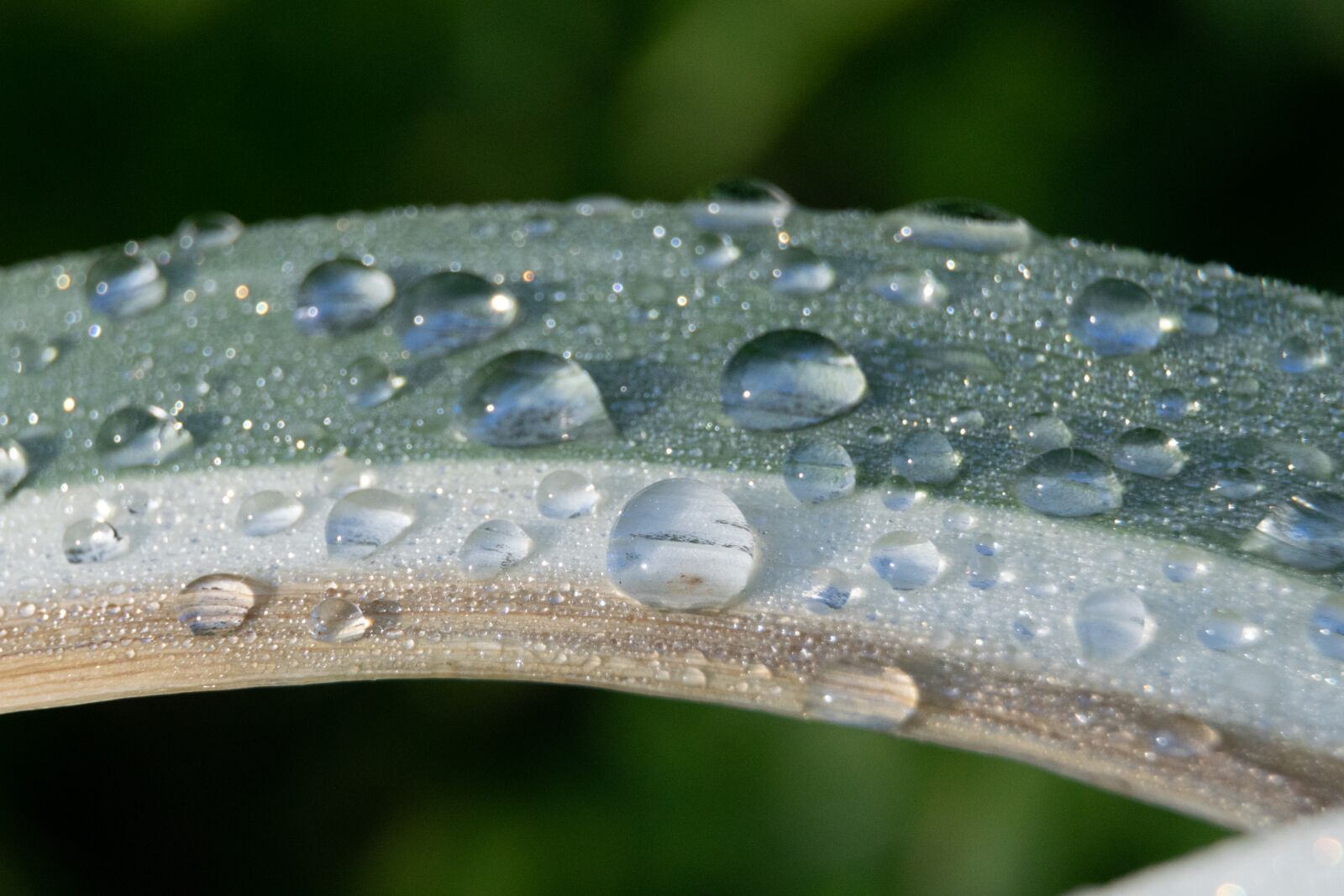 Nikon D3300 sample photo. Raindrop, water, foliage photography
